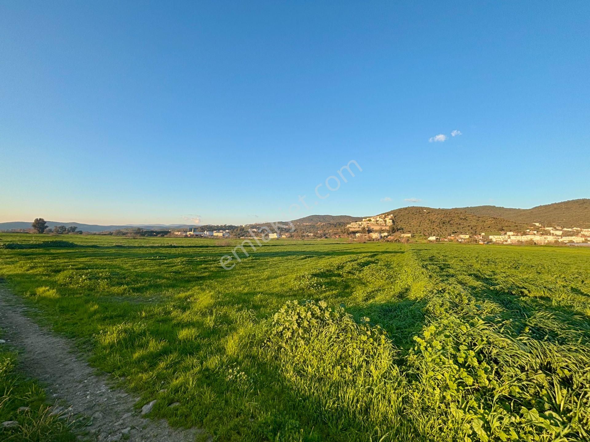 Milas Dörttepe'de Yolu Olan 10.028 M² Satılık Tarla - Görsel 10