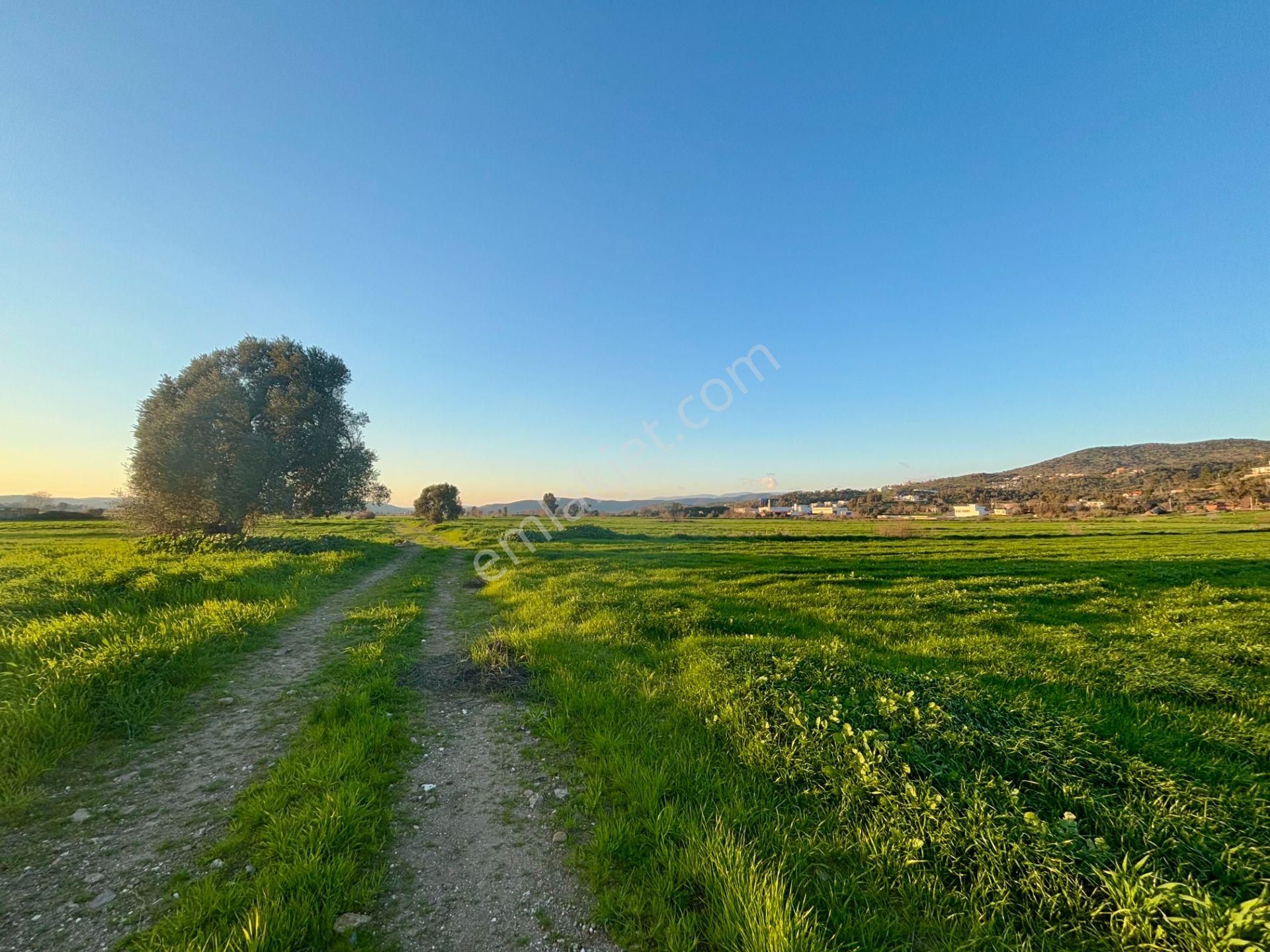 Milas Dörttepe'de Yolu Olan 10.028 M² Satılık Tarla - Görsel 7