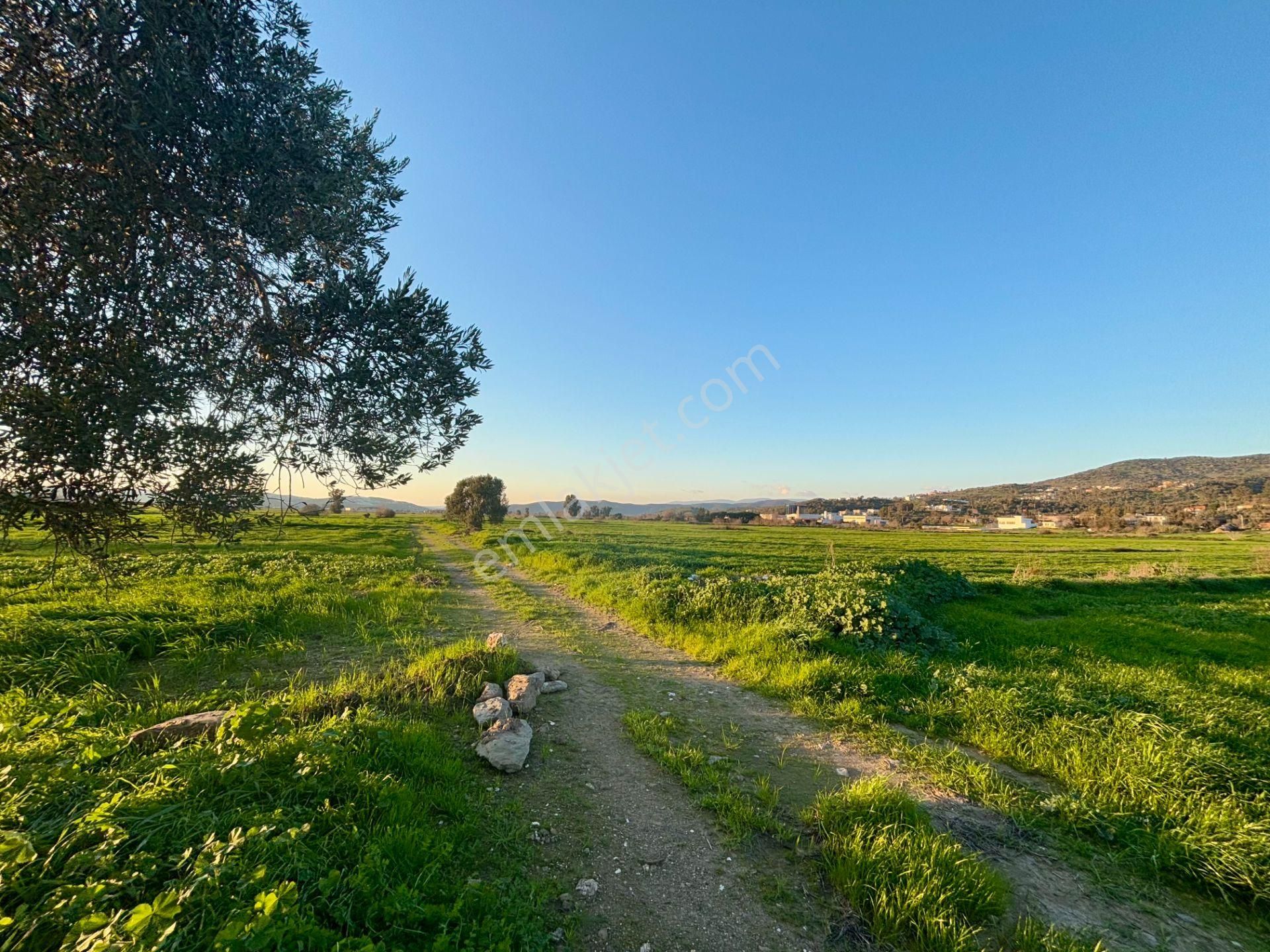 Milas Dörttepe'de Yolu Olan 10.028 M² Satılık Tarla - Görsel 8