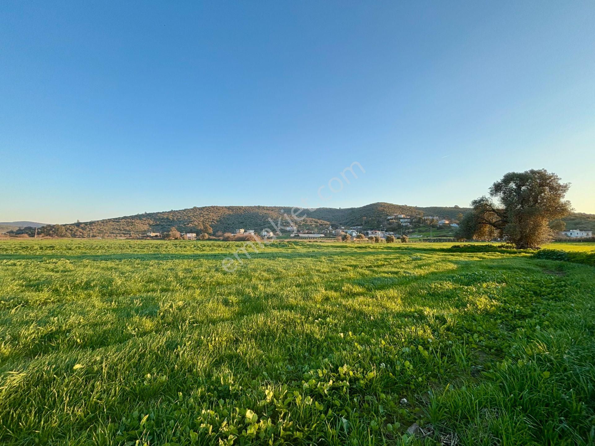Milas Dörttepe'de Yolu Olan 10.028 M² Satılık Tarla - Görsel 20