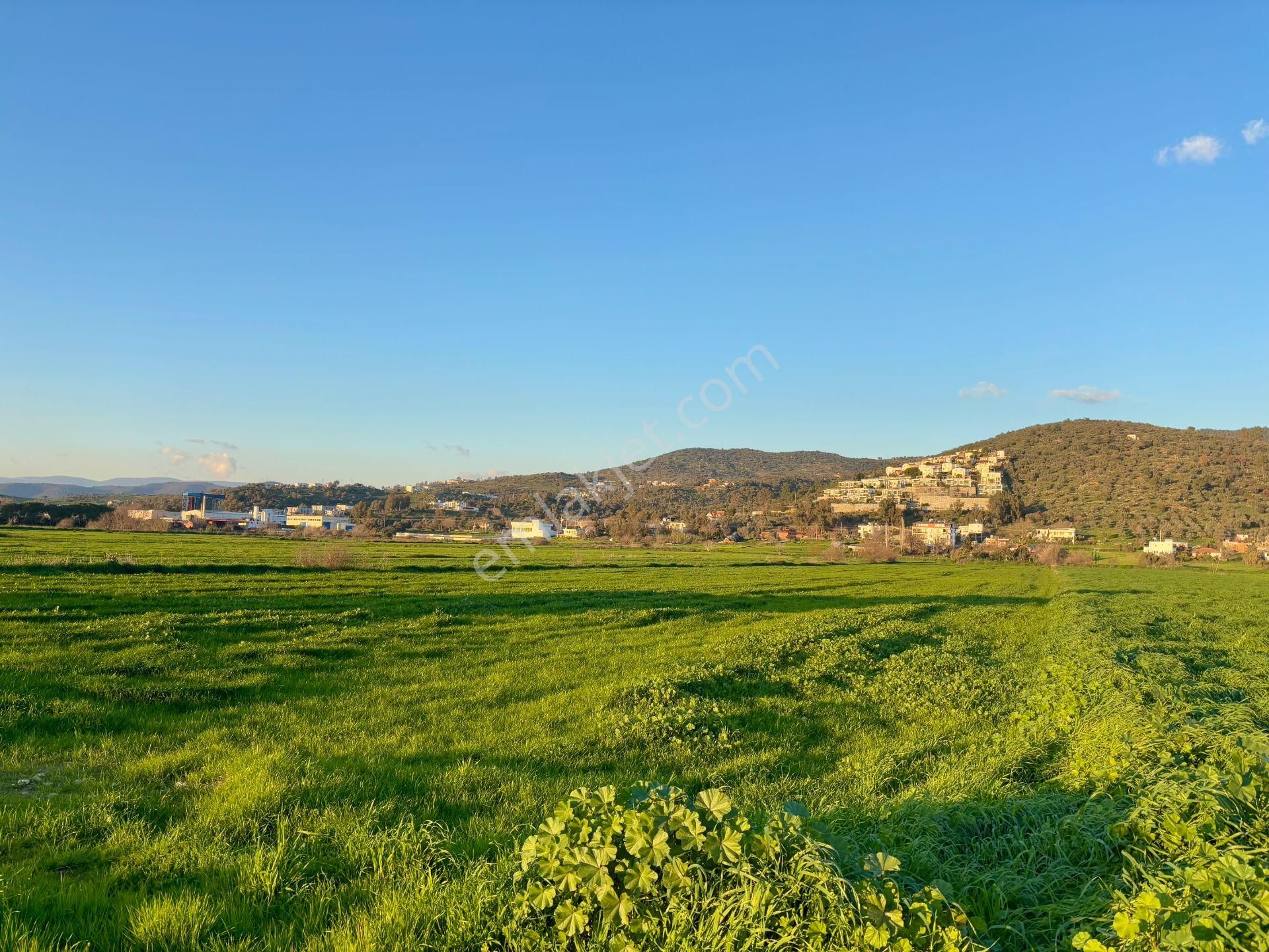 Milas Dörttepe Satılık Tarla Milas Dörttepe'de Yolu Olan 10.028 M² Satılık Tarla