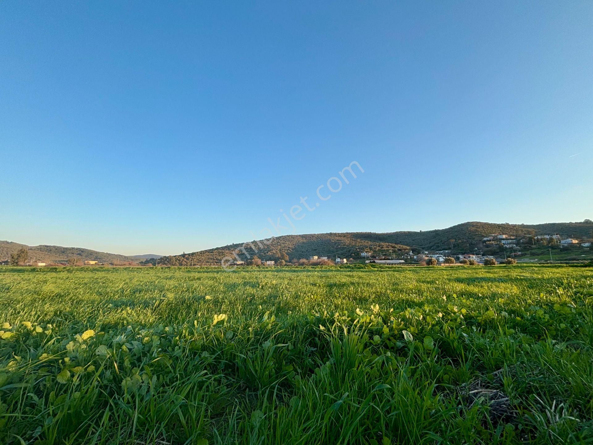 Milas Dörttepe'de Yolu Olan 10.028 M² Satılık Tarla - Görsel 19