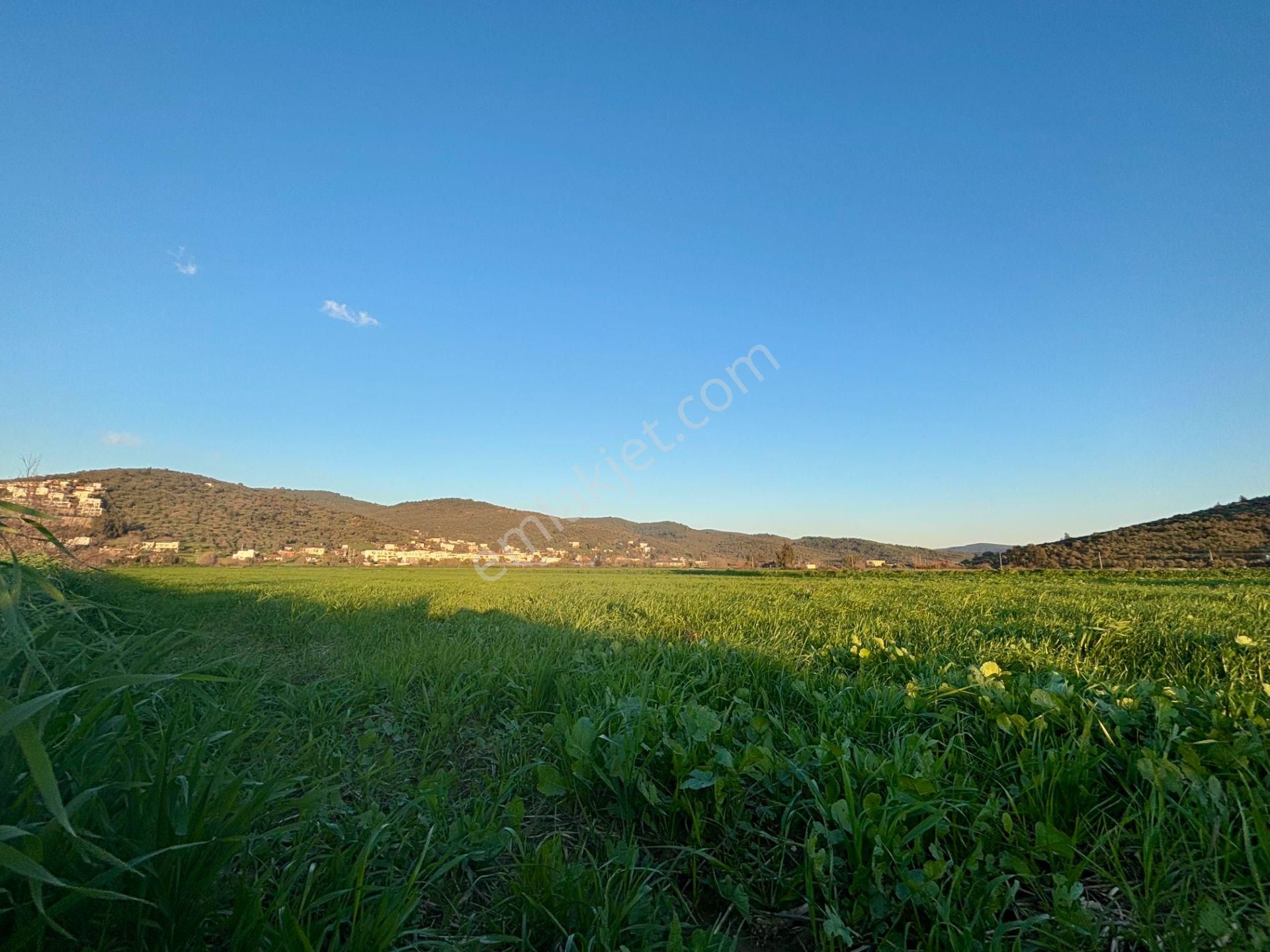 Milas Dörttepe'de Yolu Olan 10.028 M² Satılık Tarla - Görsel 17