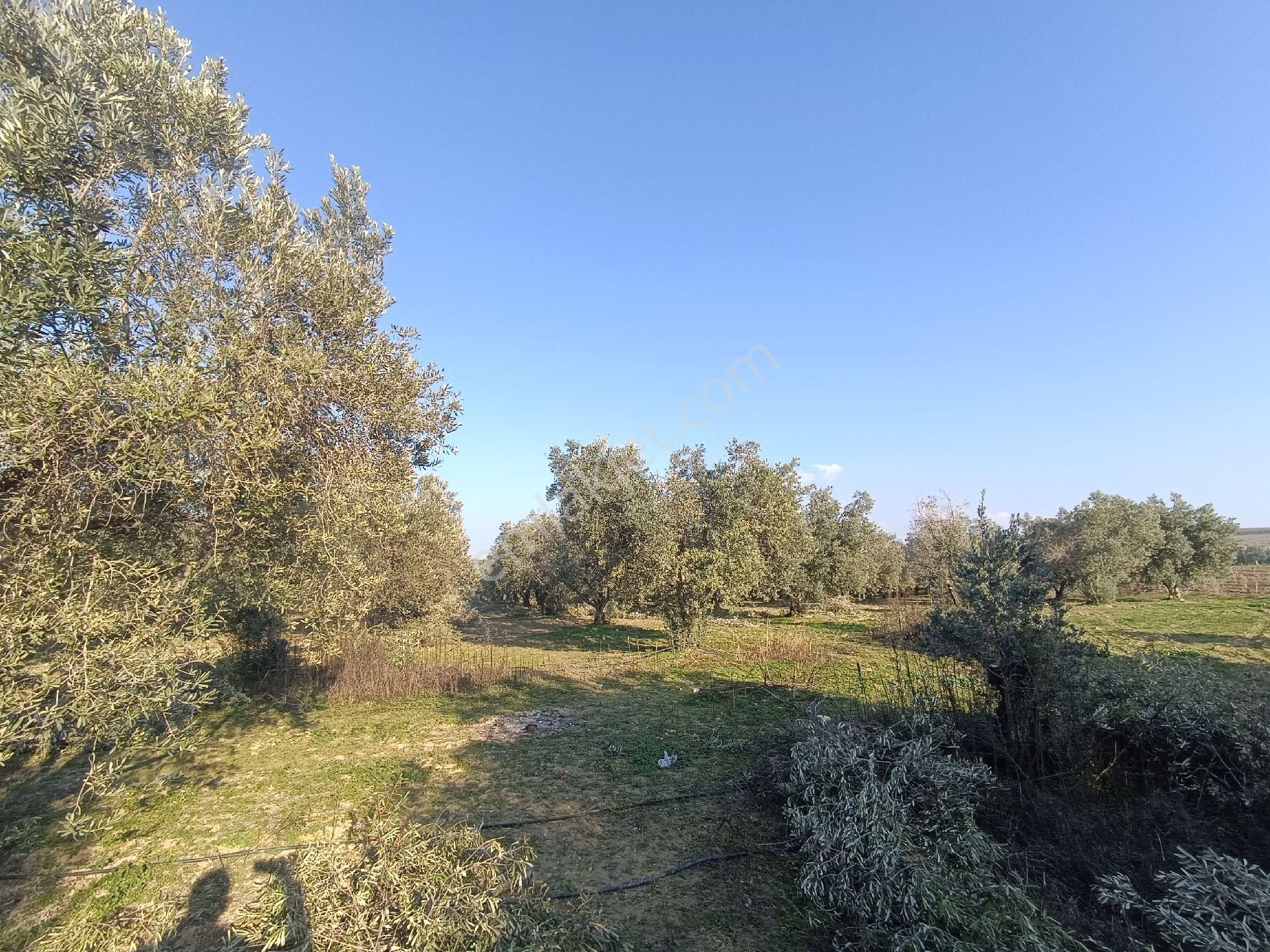 Manisa Salihli Çalışkan Emlaktan Satılık Dombayli Mahallesindr Tavuk Çiftliği - Görsel 14