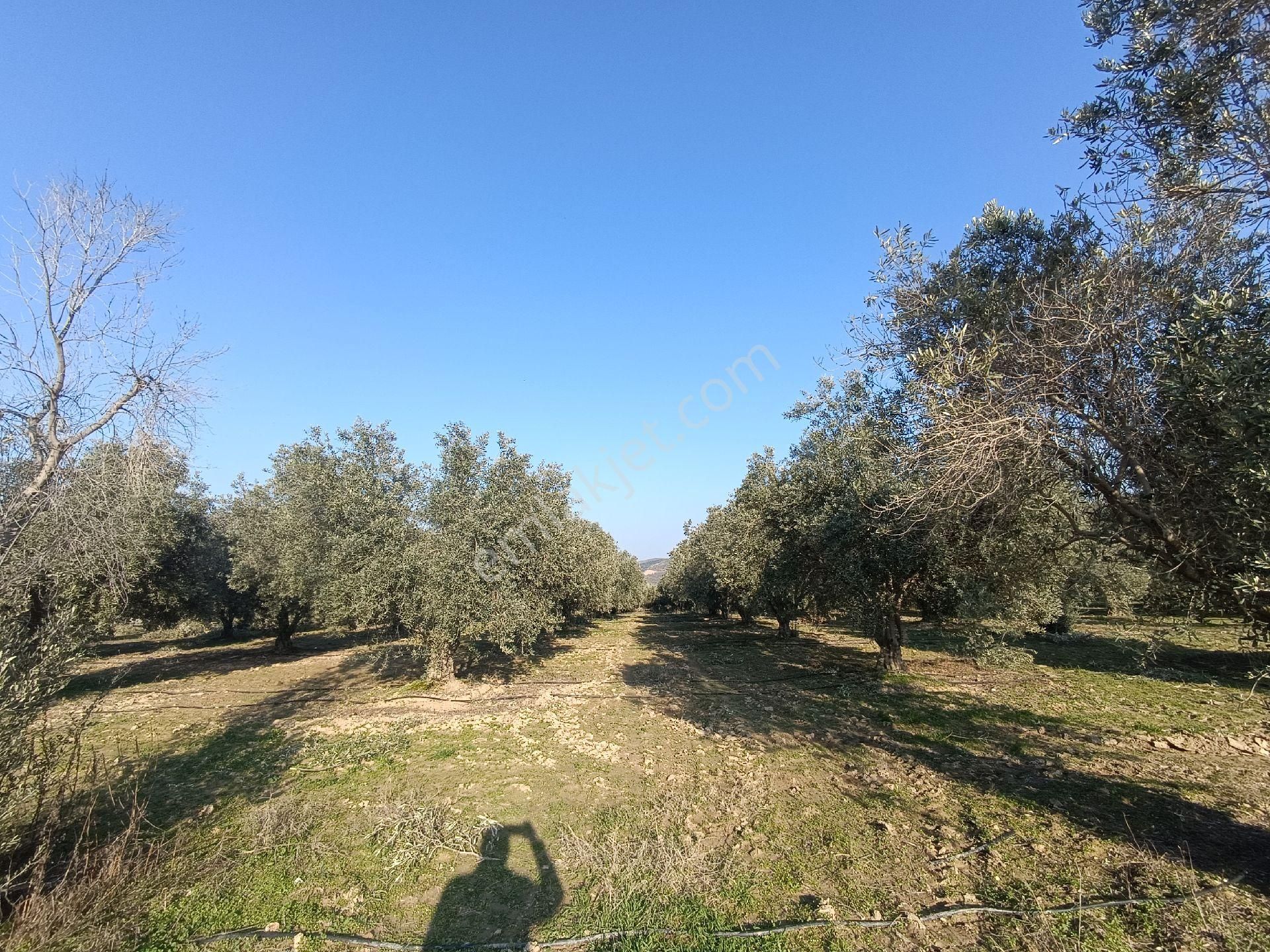Manisa Salihli Çalışkan Emlaktan Satılık Dombayli Mahallesindr Tavuk Çiftliği - Görsel 10