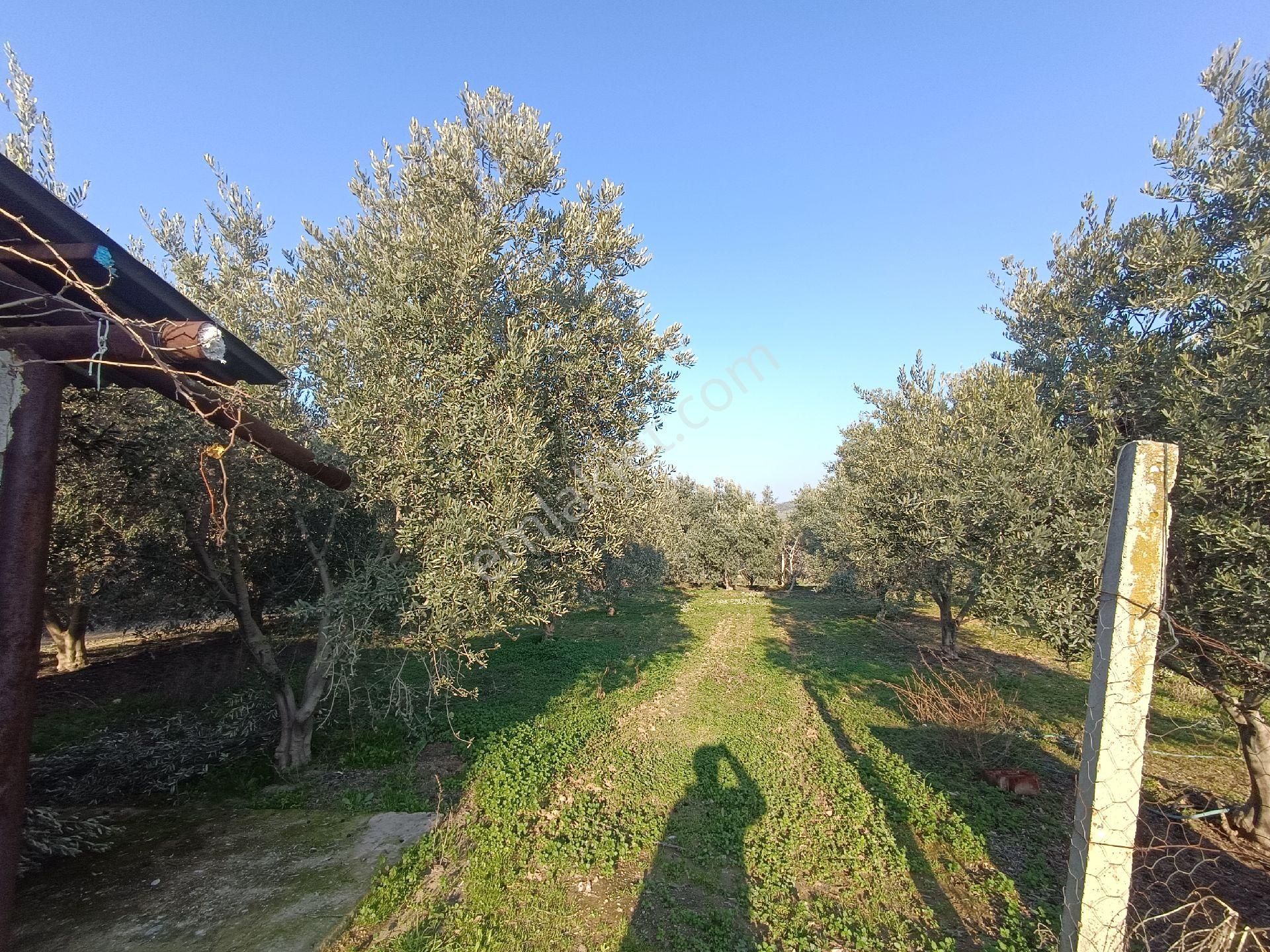 Manisa Salihli Çalışkan Emlaktan Satılık Dombayli Mahallesindr Tavuk Çiftliği - Görsel 23