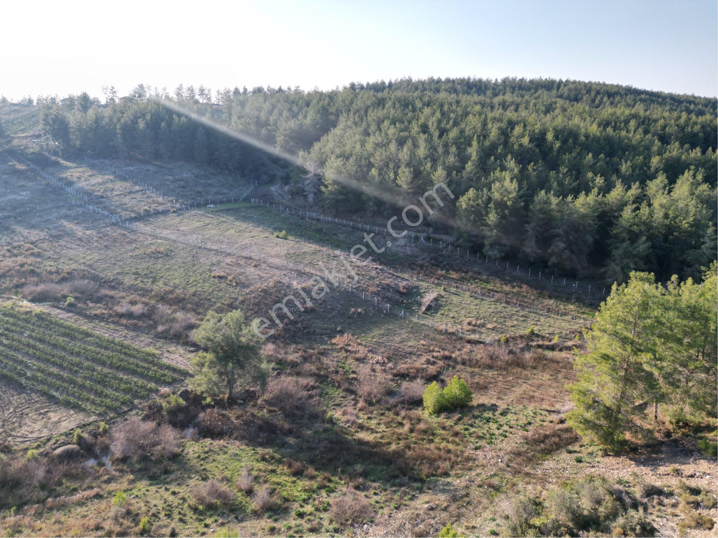 Taşağıl Satılık Fırsat Tarla - Görsel 3