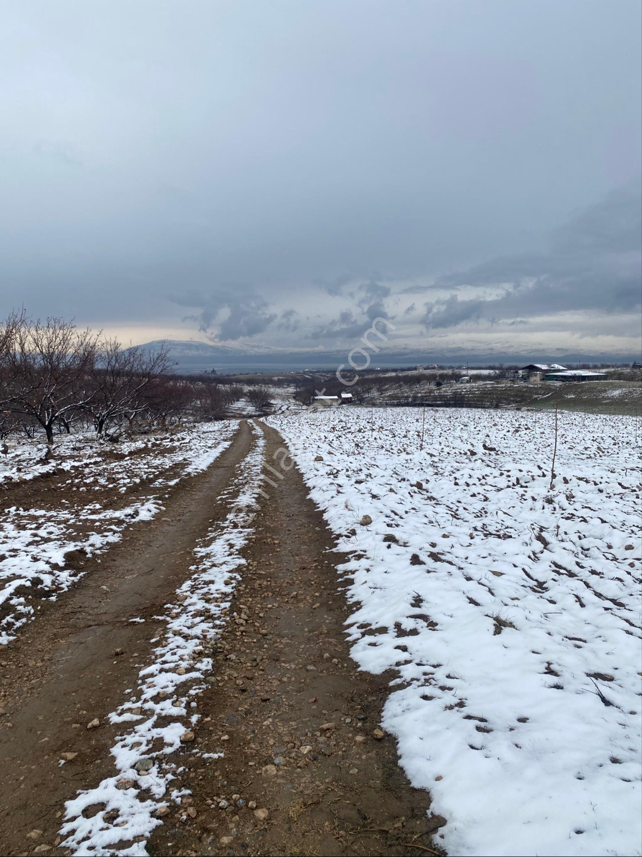 Battalgazi Karahan Satılık Tarla Satılık Kayısı Bahçesi Battalgazi/karahan