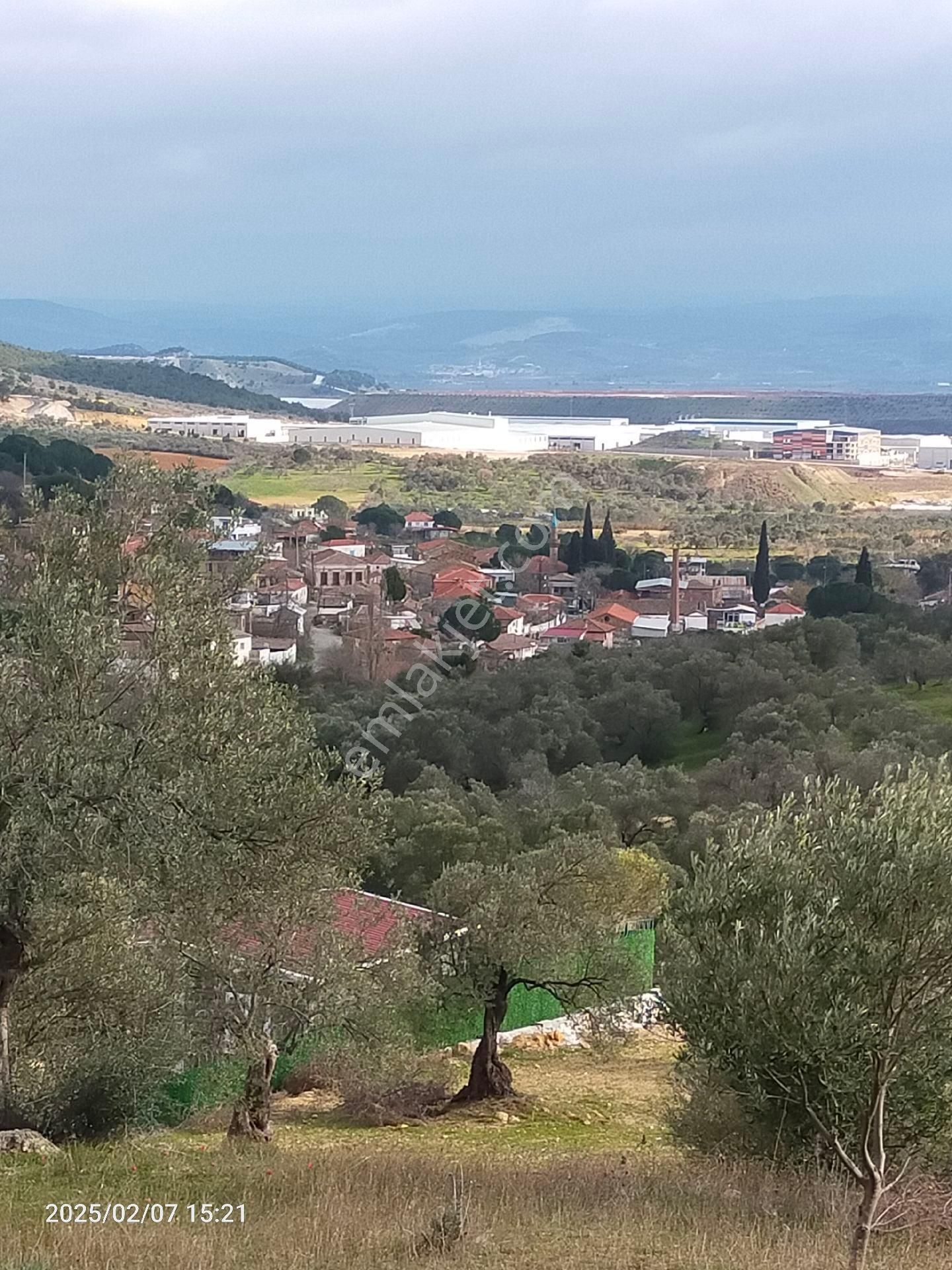 Bergama Sağancı Satılık Tarla Saadet Korkmaz Sağancı Köyünde Asfata Sıfır 3450 M2 Satılık Zeytinlik