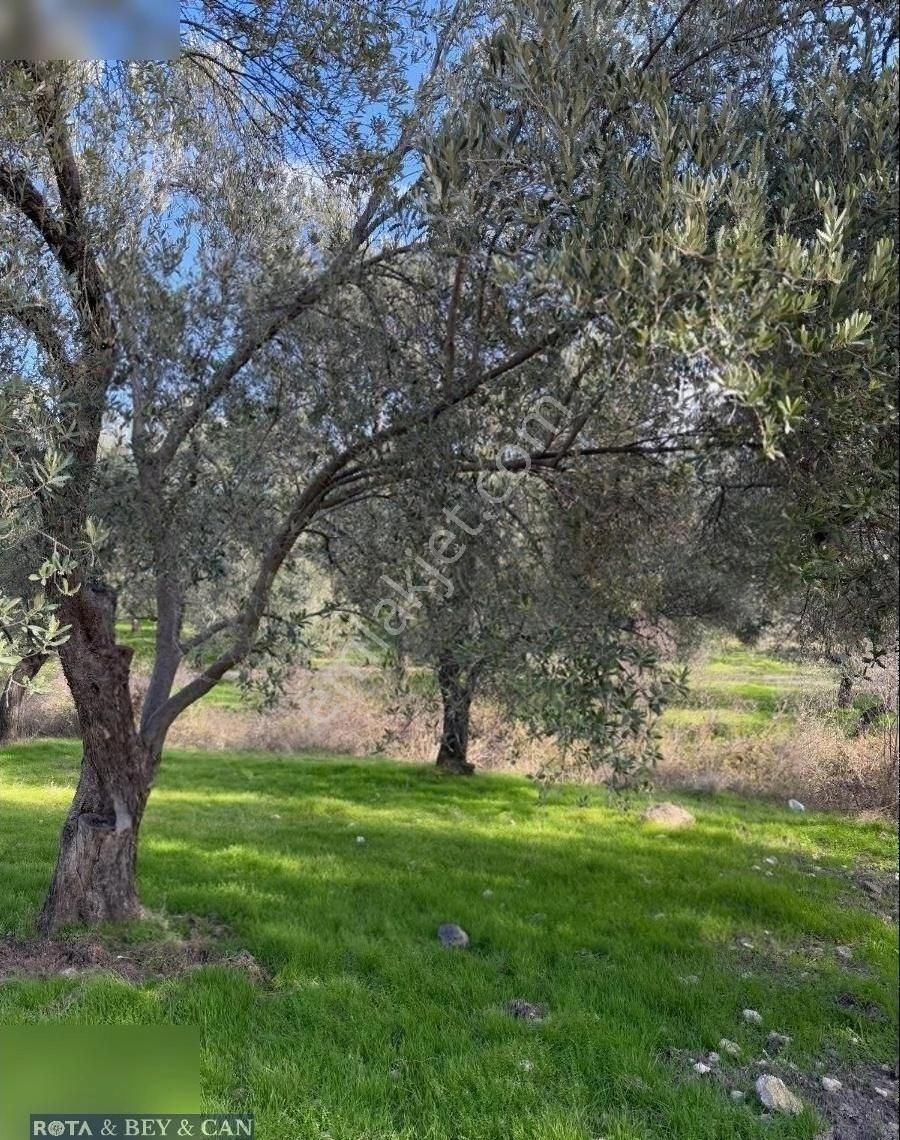 Ayvalık Üçkabaagaç Mah Bakımlı Zeytinlik - Görsel 4