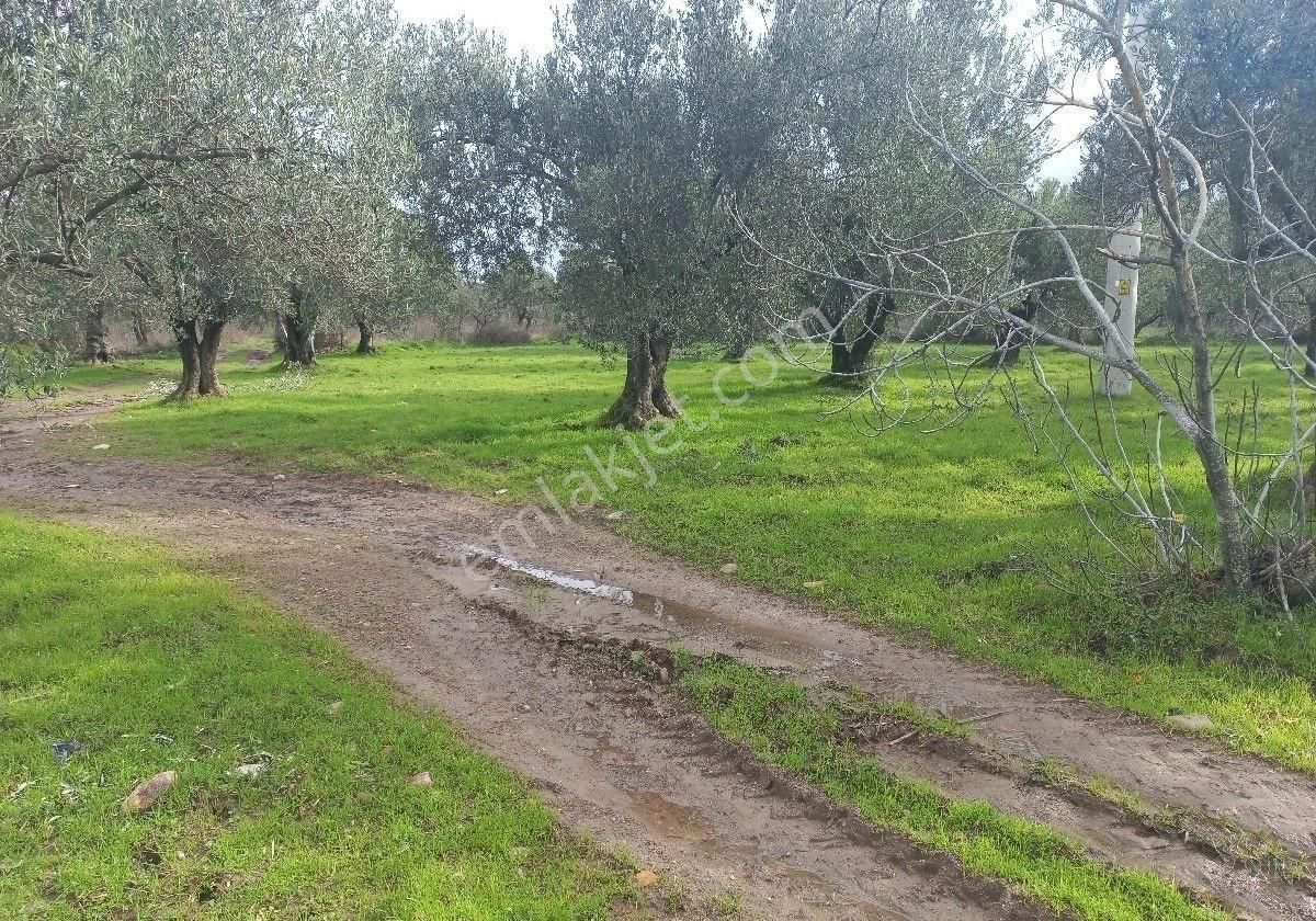 Mantıklı Takasa Açık Akcay Işıkhan Emlaktan Havranda Balıkesir Ana Yolo Cephe Döner Kavşak Karşısı - Görsel 4