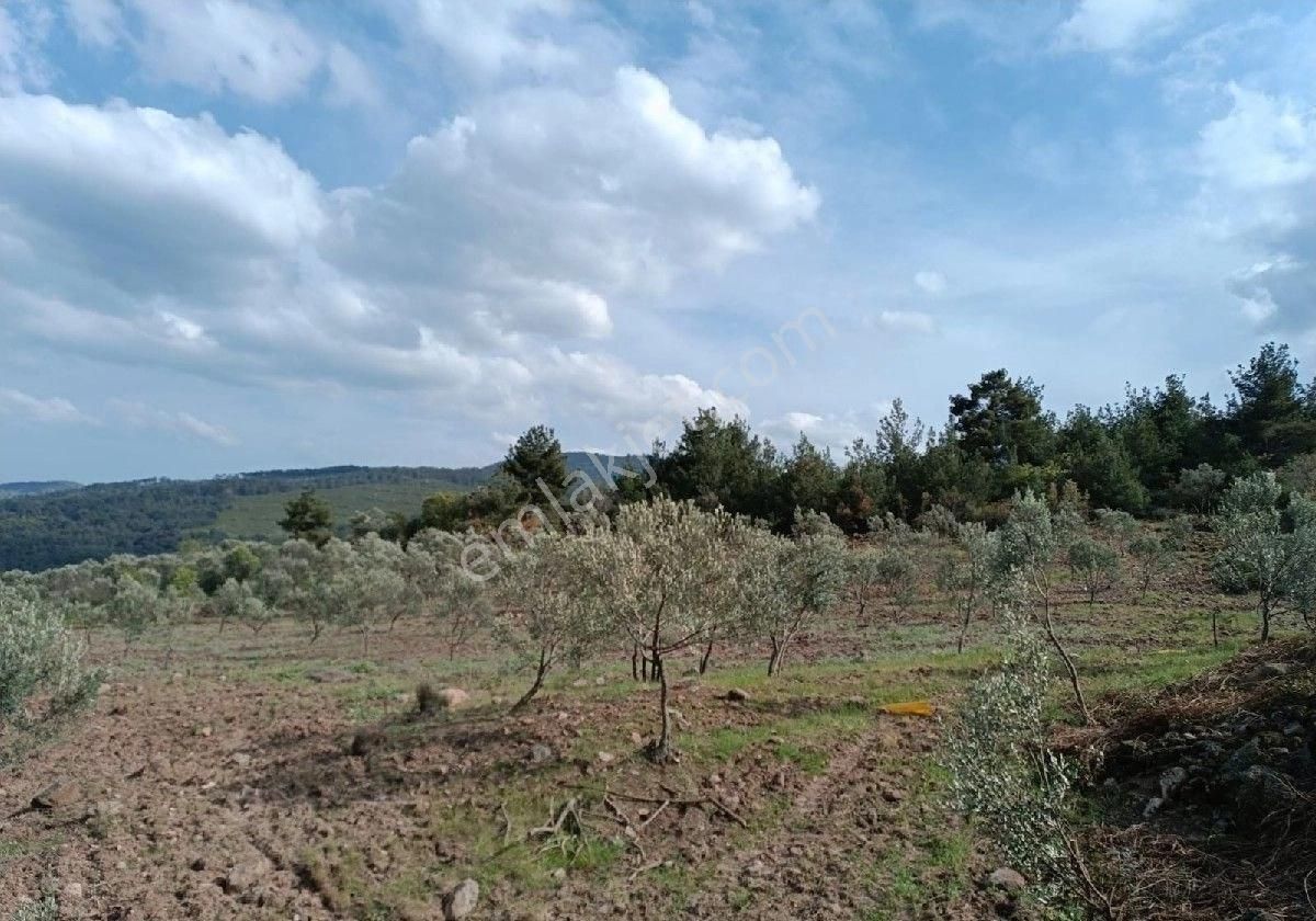 Havran Köylüce Satılık Zeytinlik Balıkesir Havran Köylücede Satılık 10 Dönüm Zeytinlik Kelepir Fiyata....(tarla Vasıflıdır )....