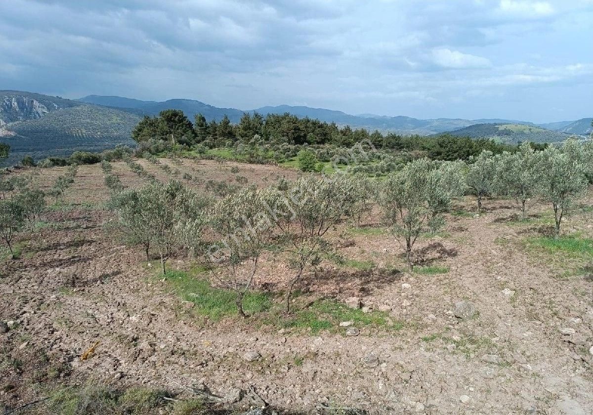 Balıkesir Havran Köylücede Satılık 10 Dönüm Zeytinlik Kelepir Fiyata....(tarla Vasıflıdır ).... - Görsel 2