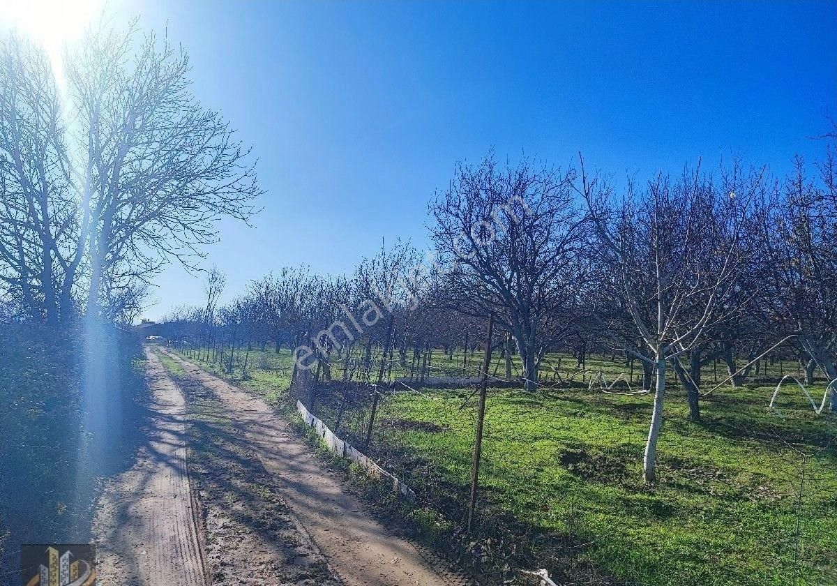 Edremit Yolören Satılık Bağ & Bahçe Kadıkköy Akçay Arası İmara Yakın 8050m2 Tarla Vasfında Ceviz Kiraz Bahçesi.