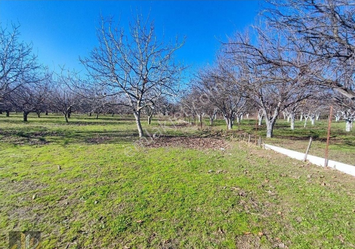 Işıkhan 'dan Kadıkköy Akçay Arası İmara Yakın 8050m2 Tarla Vasfında Ceviz Kiraz Bahçesi - Görsel 13