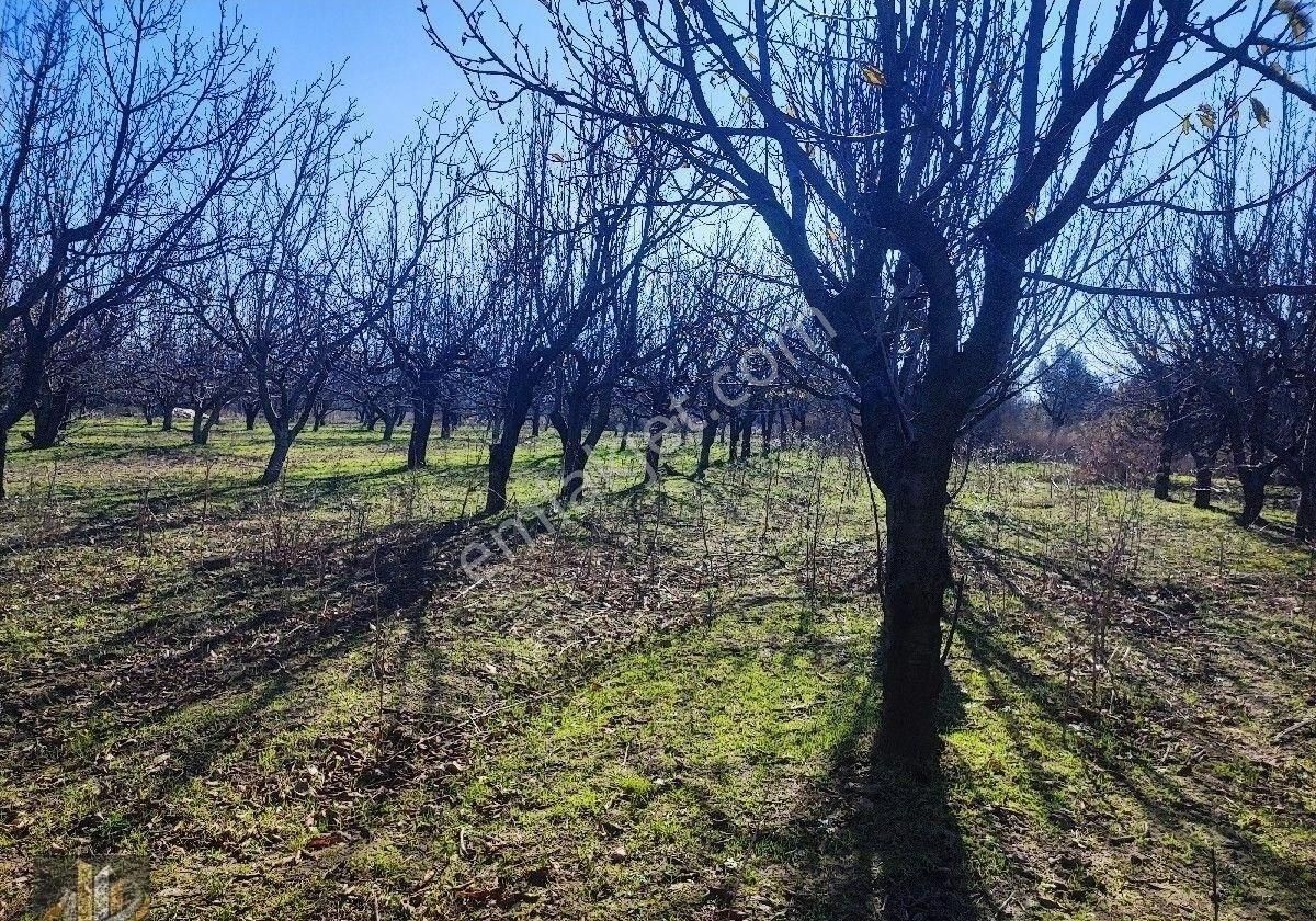 Işıkhan 'dan Kadıkköy Akçay Arası İmara Yakın 8050m2 Tarla Vasfında Ceviz Kiraz Bahçesi - Görsel 3