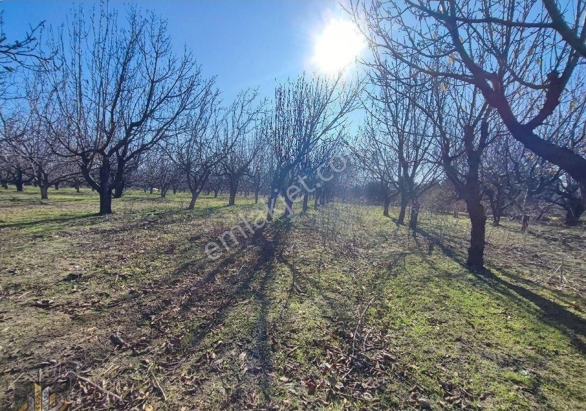 Işıkhan 'dan Kadıkköy Akçay Arası İmara Yakın 8050m2 Tarla Vasfında Ceviz Kiraz Bahçesi - Görsel 5