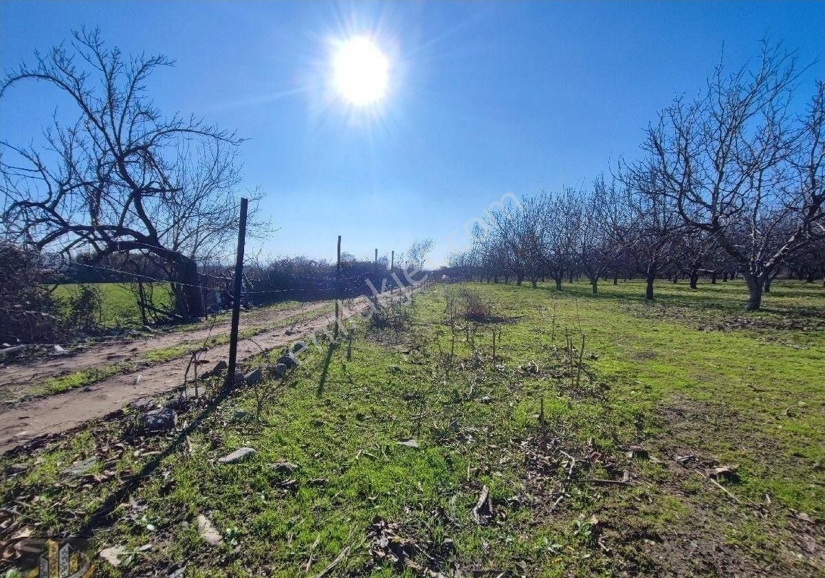 Işıkhan 'dan Kadıkköy Akçay Arası İmara Yakın 8050m2 Tarla Vasfında Ceviz Kiraz Bahçesi - Görsel 2