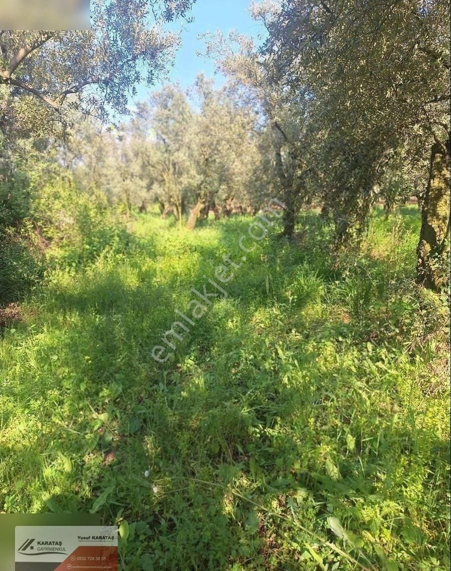 Orhangazi Paşapınar Köyünde Göl Manzaralı Kupon Arazi - Görsel 6