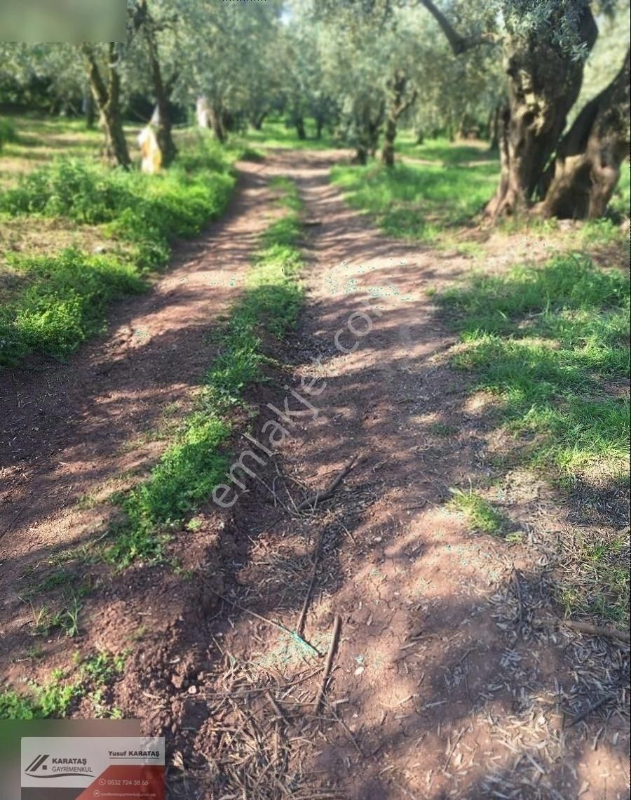 Orhangazi Paşapınar Köyünde Göl Manzaralı Kupon Arazi - Görsel 2