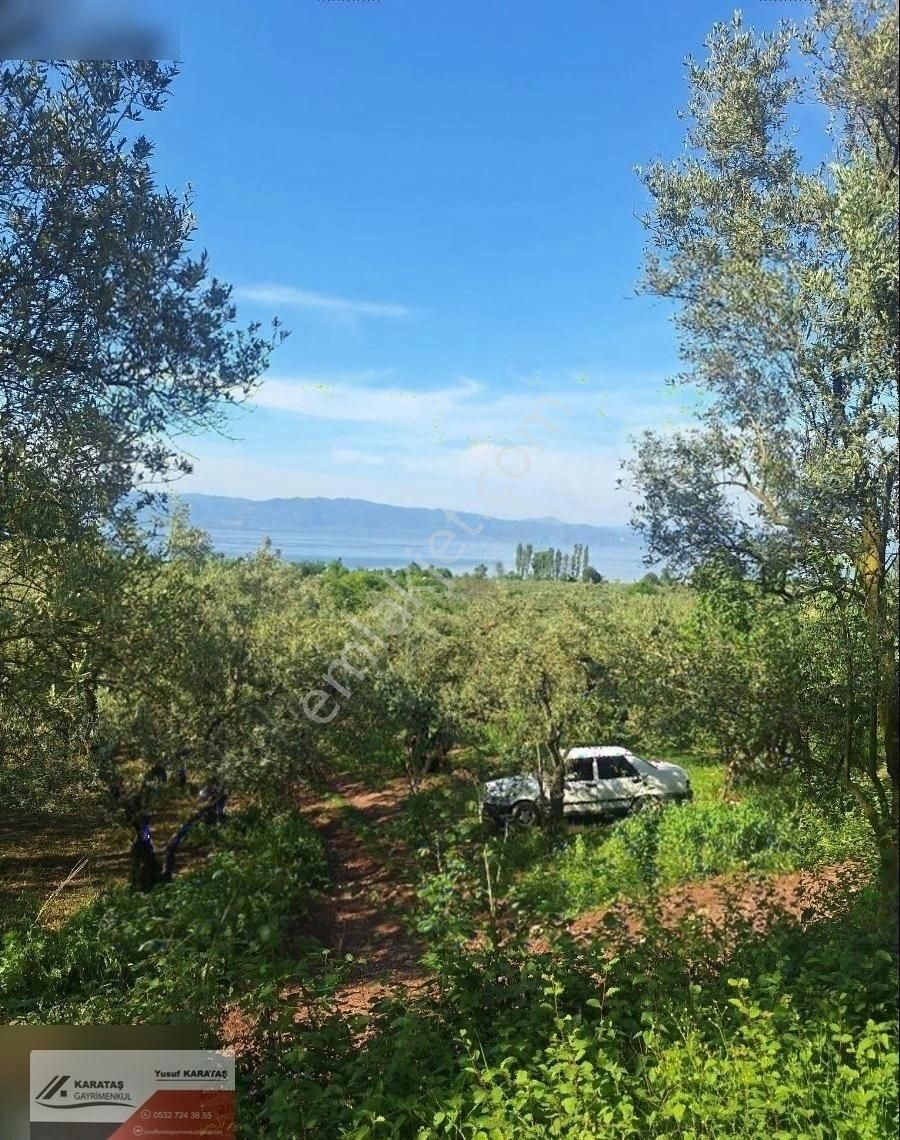 Orhangazi Paşapınar Satılık Zeytinlik Orhangazi Paşapınar Köyünde Göl Manzaralı Kupon Arazi