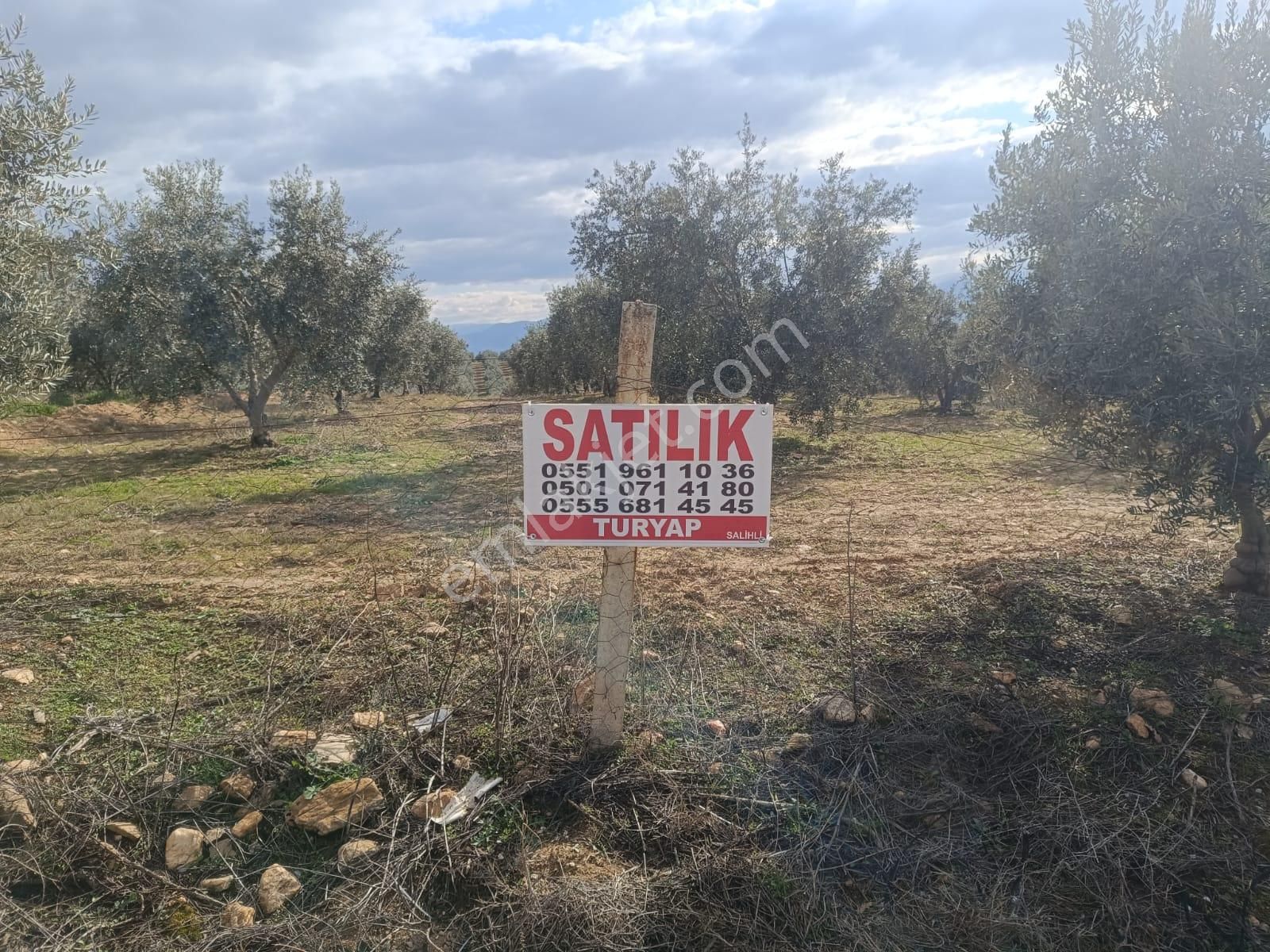 Salihli Akören Satılık Zeytinlik Akören Mahallesi'nde Yola Cepheli 15.160 M2 Satılık Zeytinlik