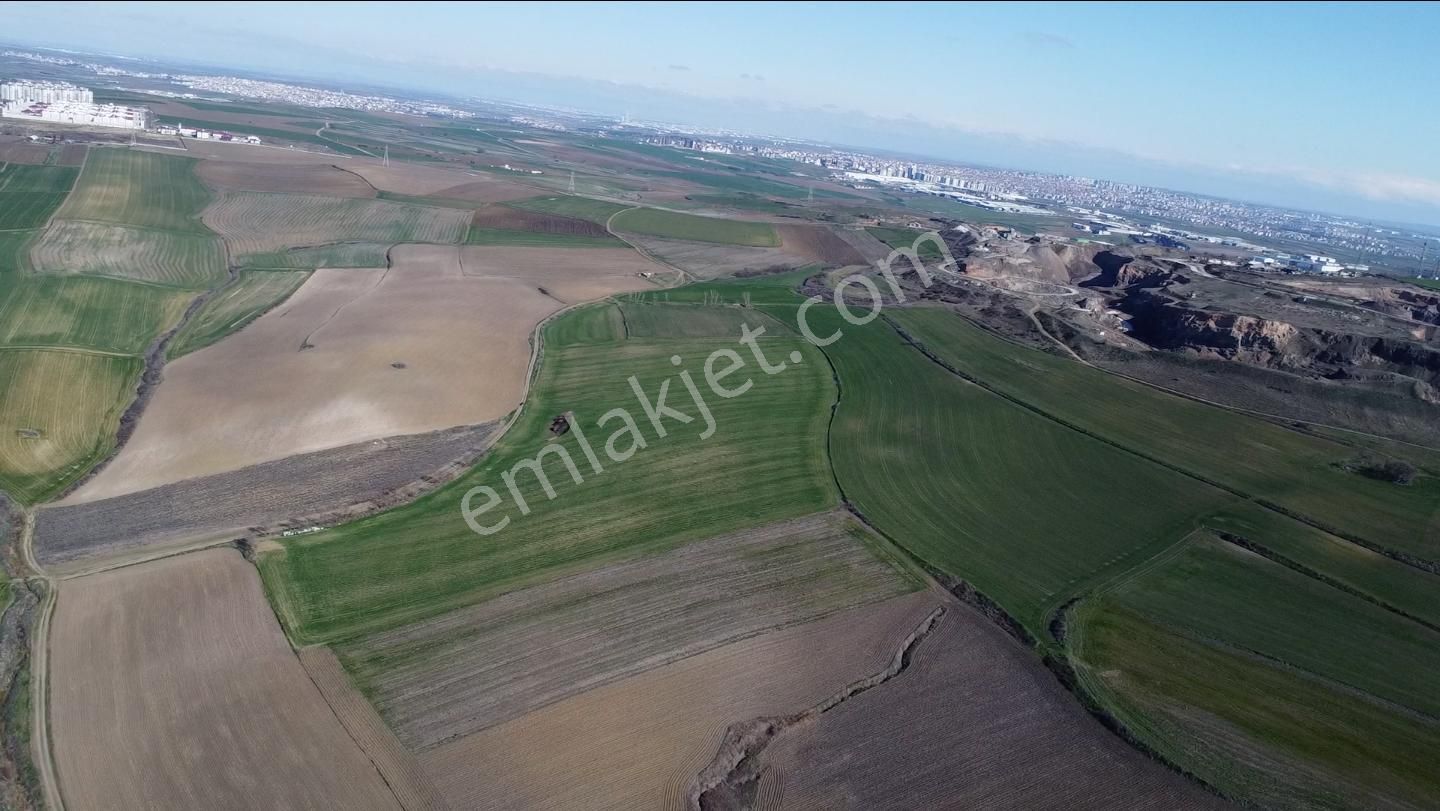 Çorlu Hatip Satılık Tarla Mayadan Hatip'de Kadastral Yolu Olan Tam 80 Dönüm Arazi