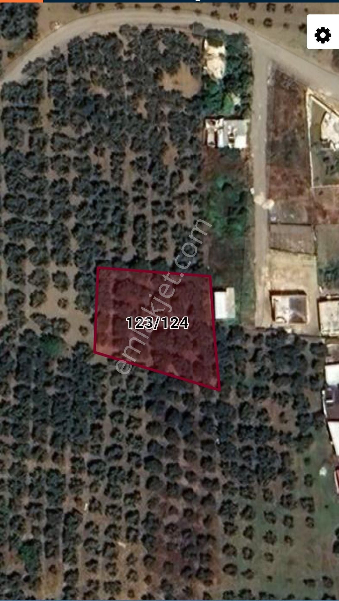 Bursa Mudanya Mesudiye Satılık Zeytinlik Tarla - Görsel 5