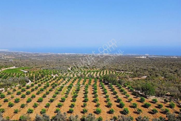 Erdemli Batısandal Satılık Tarla Lidya’dan Batısandal’da Denize Nazır 4000 M2 Satılık Limon Bahçesi