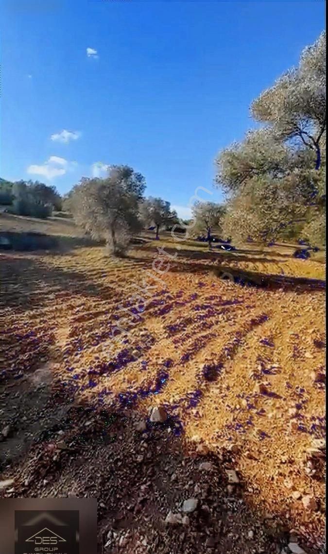 Urla Kadıovacık Satılık Tarla Kadıovacık Köyünde Uygun Fiyata Zeytinlik !!!