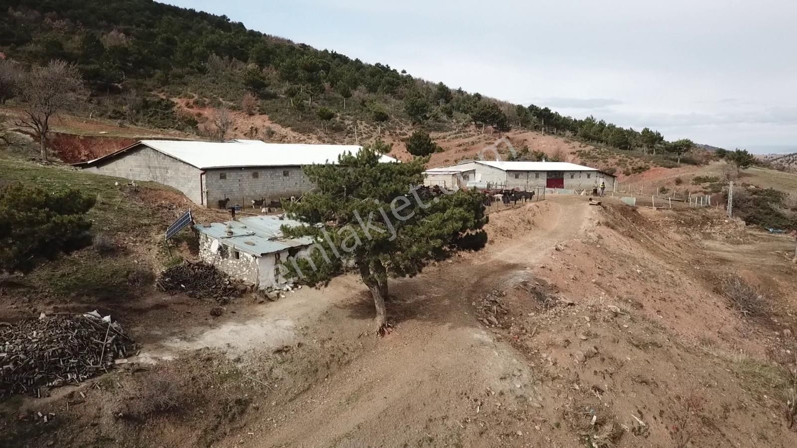 Çavdar Emlak’tan Satılık Çiftlik, Çoban Evi Ve Arazileri - Görsel 10