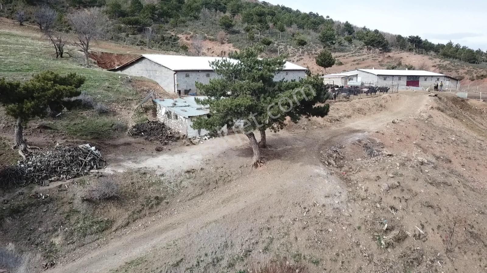 Çavdar Emlak’tan Satılık Çiftlik, Çoban Evi Ve Arazileri - Görsel 9