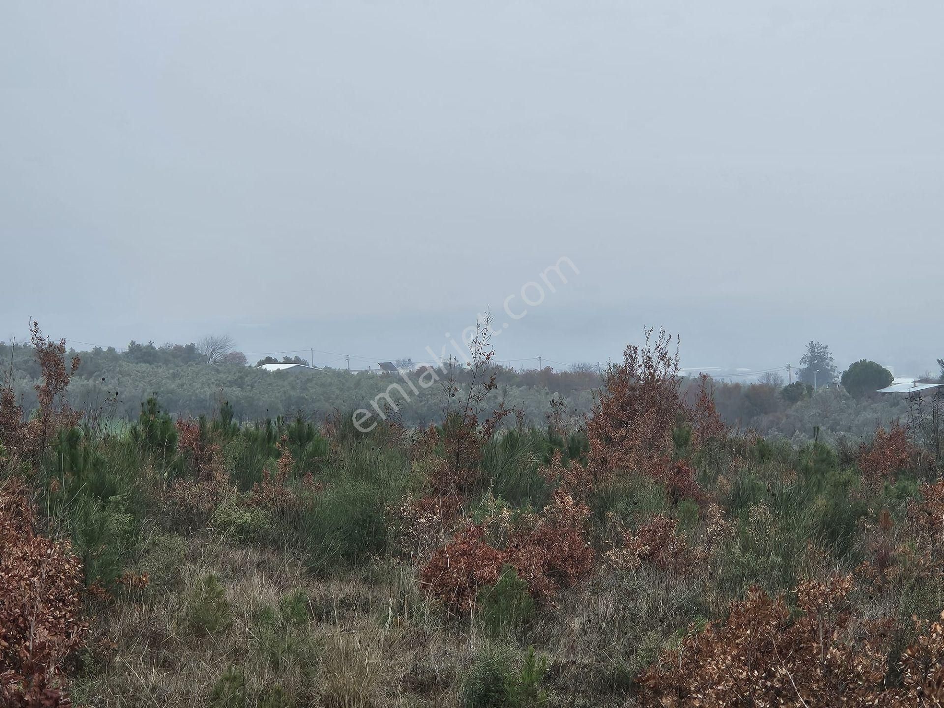 Mudanya Balabancık Satılık Tarla Mudanya Balabancıkta Yatırımlık Tarla