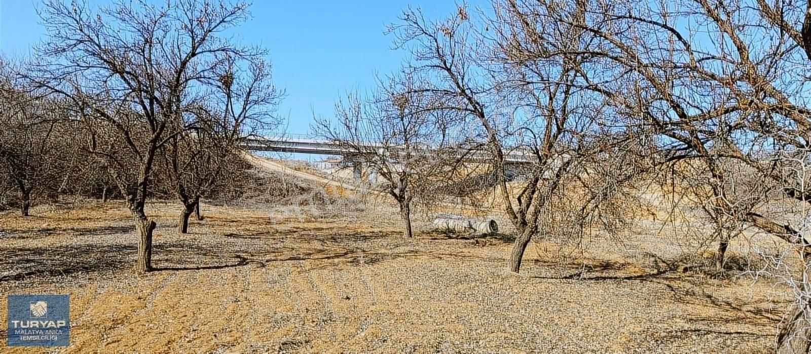 Yeşilyurt Samanköy Satılık Bağ & Bahçe Turyap Anka'dan Samanköy'de Satılık Kayısı Bahçesi