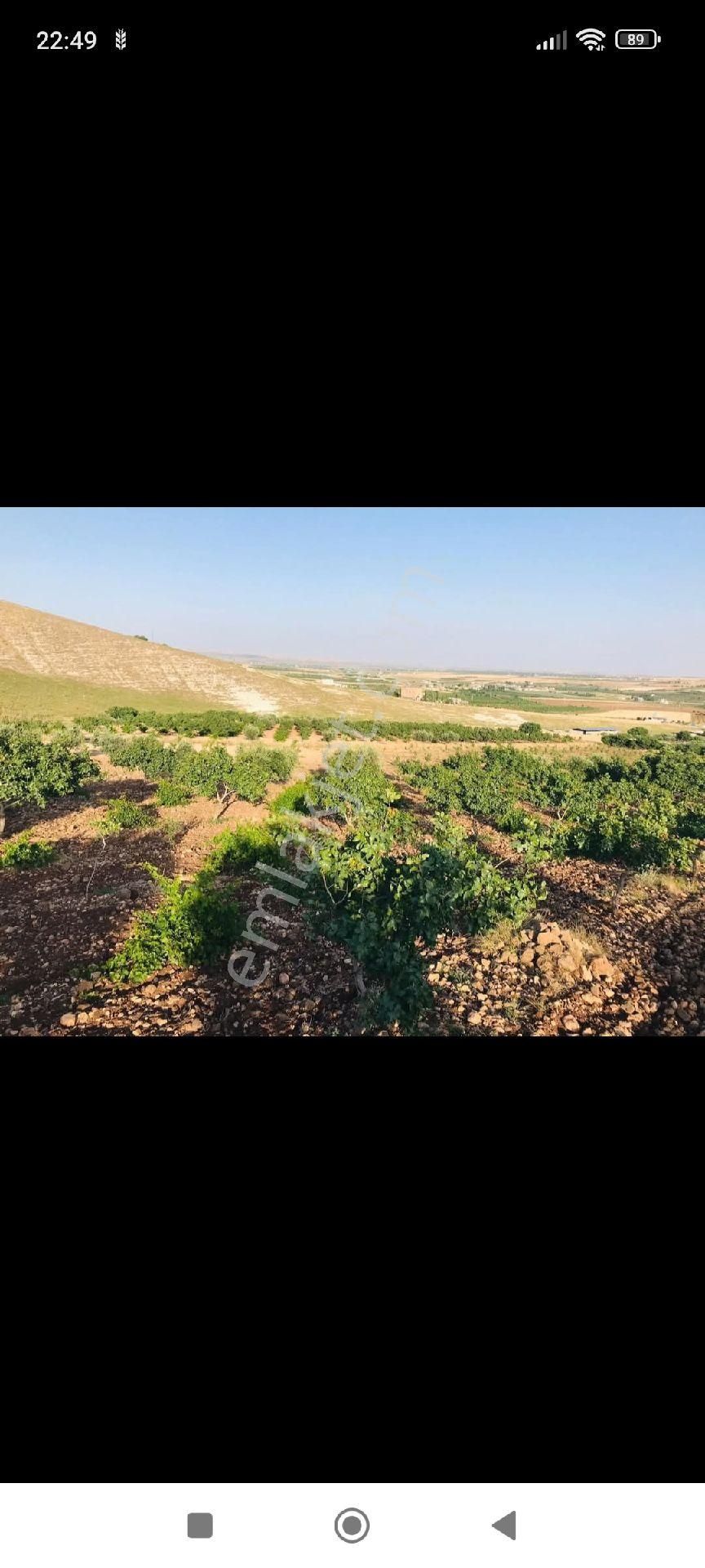 Haliliye Aşağı İçkara Satılık Bağ & Bahçe Uğurlu Emlak'tan Aşağı İşkarada Satılık Meyve Bahçesi.