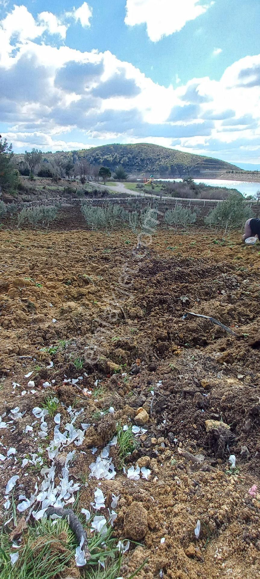 Bergama Çamoba Satılık Bağ & Bahçe Satılık Müstakiltapu