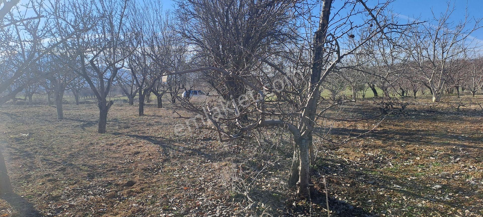 Konya Seydişehir Akçalar Da 850 Mcevız Kayısı Kiraz Tarlası Yola - Görsel 19