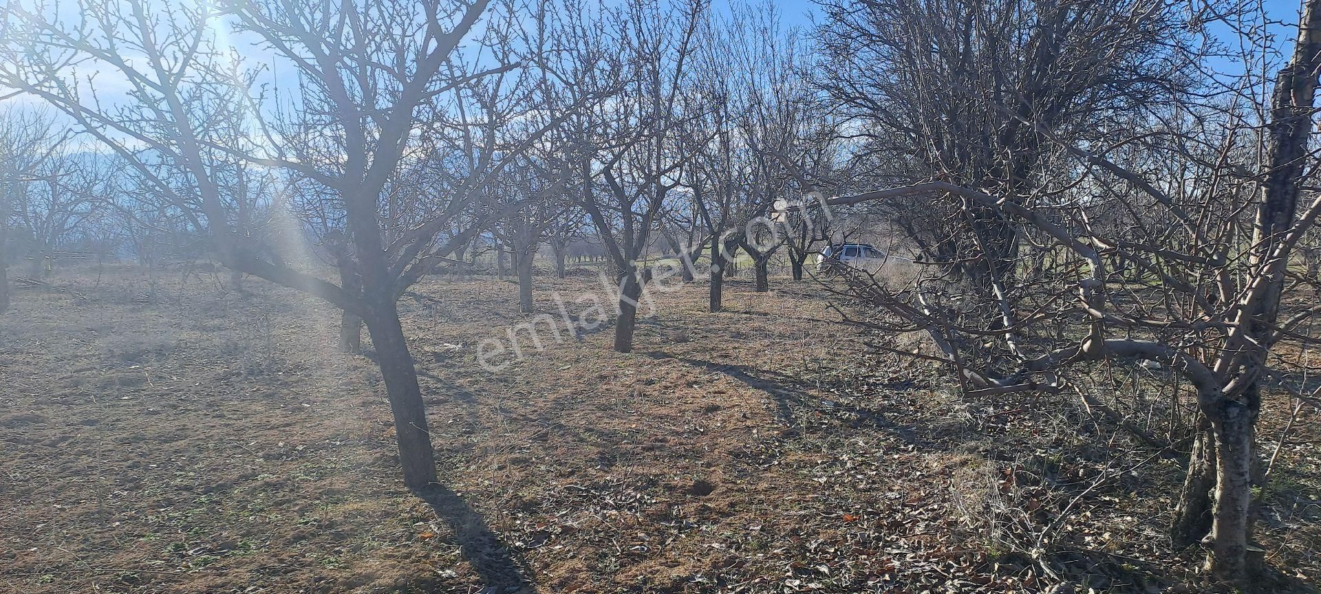Konya Seydişehir Akçalar Da 850 Mcevız Kayısı Kiraz Tarlası Yola - Görsel 20