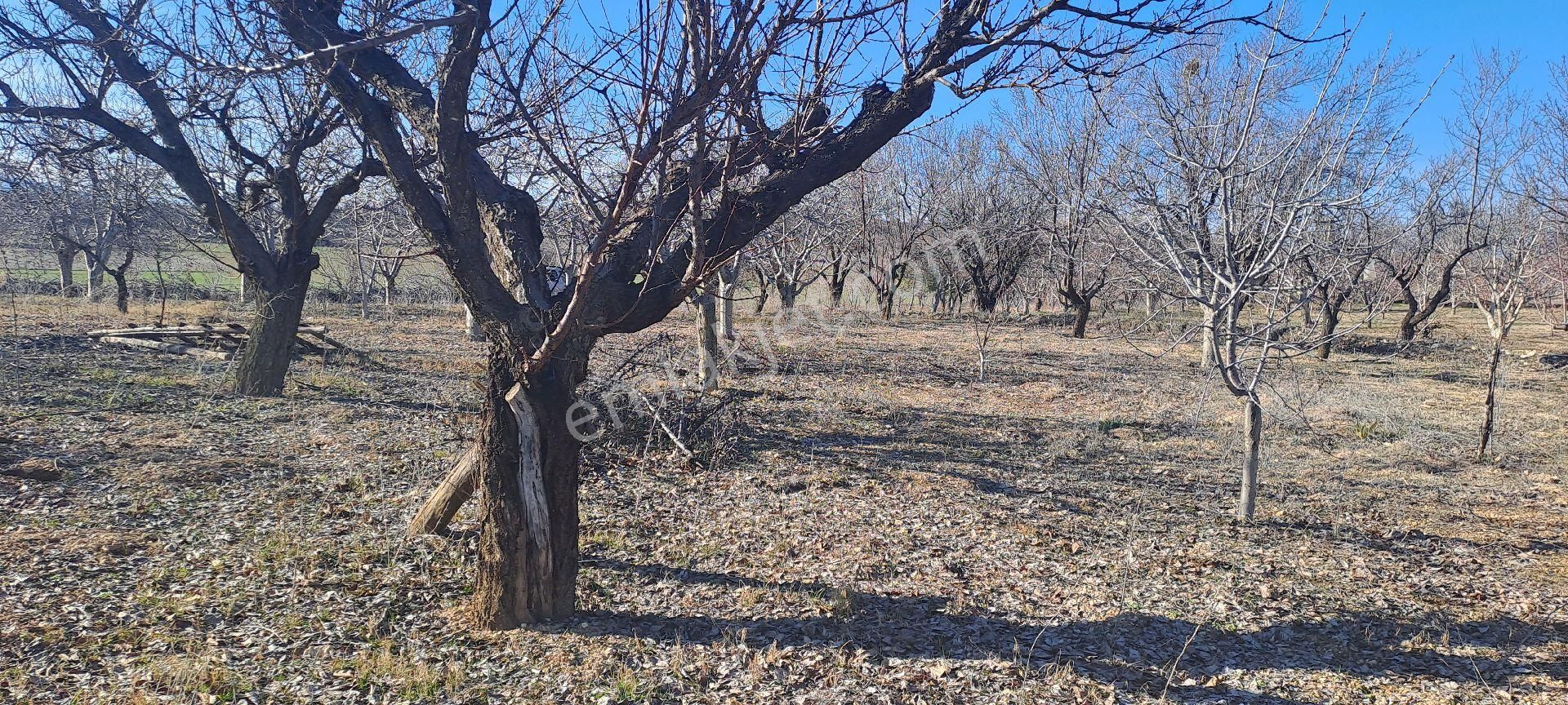 Konya Seydişehir Akçalar Da 850 Mcevız Kayısı Kiraz Tarlası Yola - Görsel 13