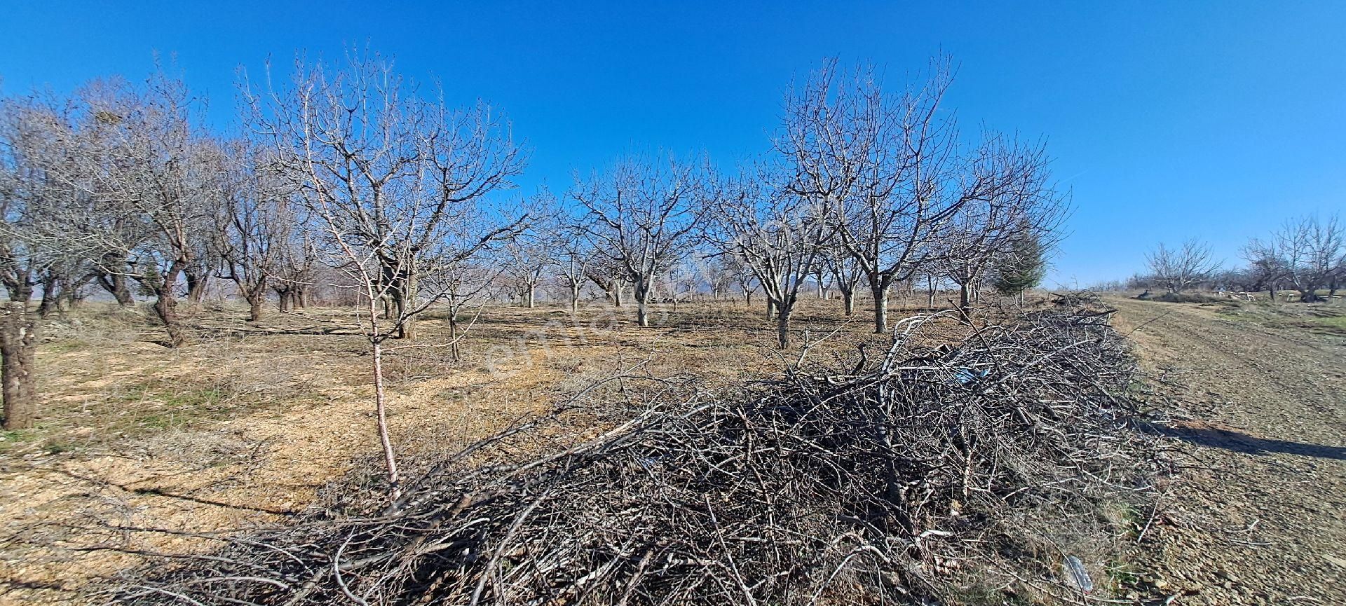 Konya Seydişehir Akçalar Da 850 Mcevız Kayısı Kiraz Tarlası Yola - Görsel 27