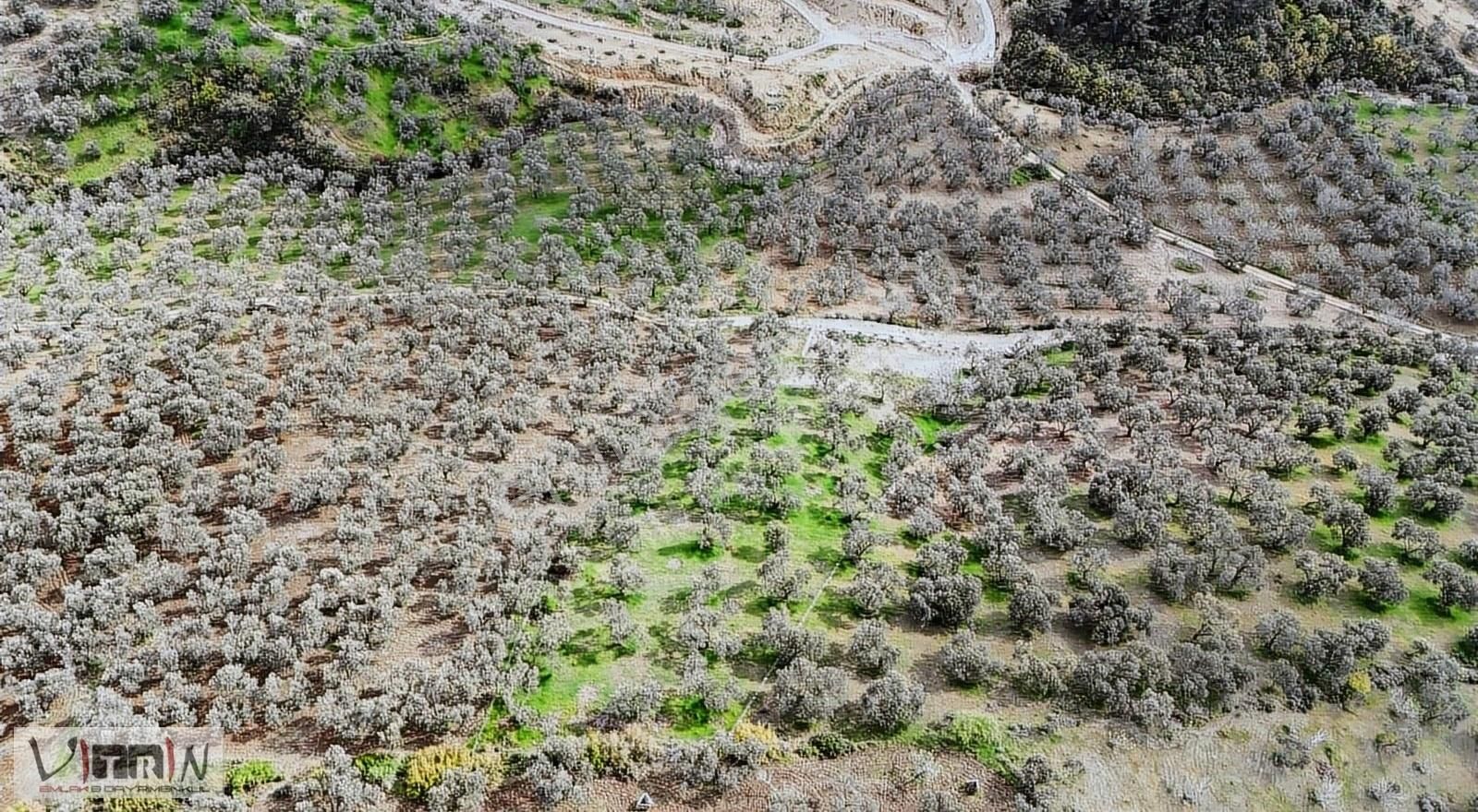 Vitrinden Yaylaönü De 2986 M2 Zeytinlik - Görsel 23