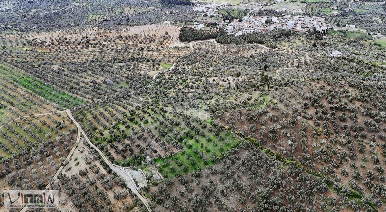 Vitrinden Yaylaönü De 2986 M2 Zeytinlik - Görsel 11