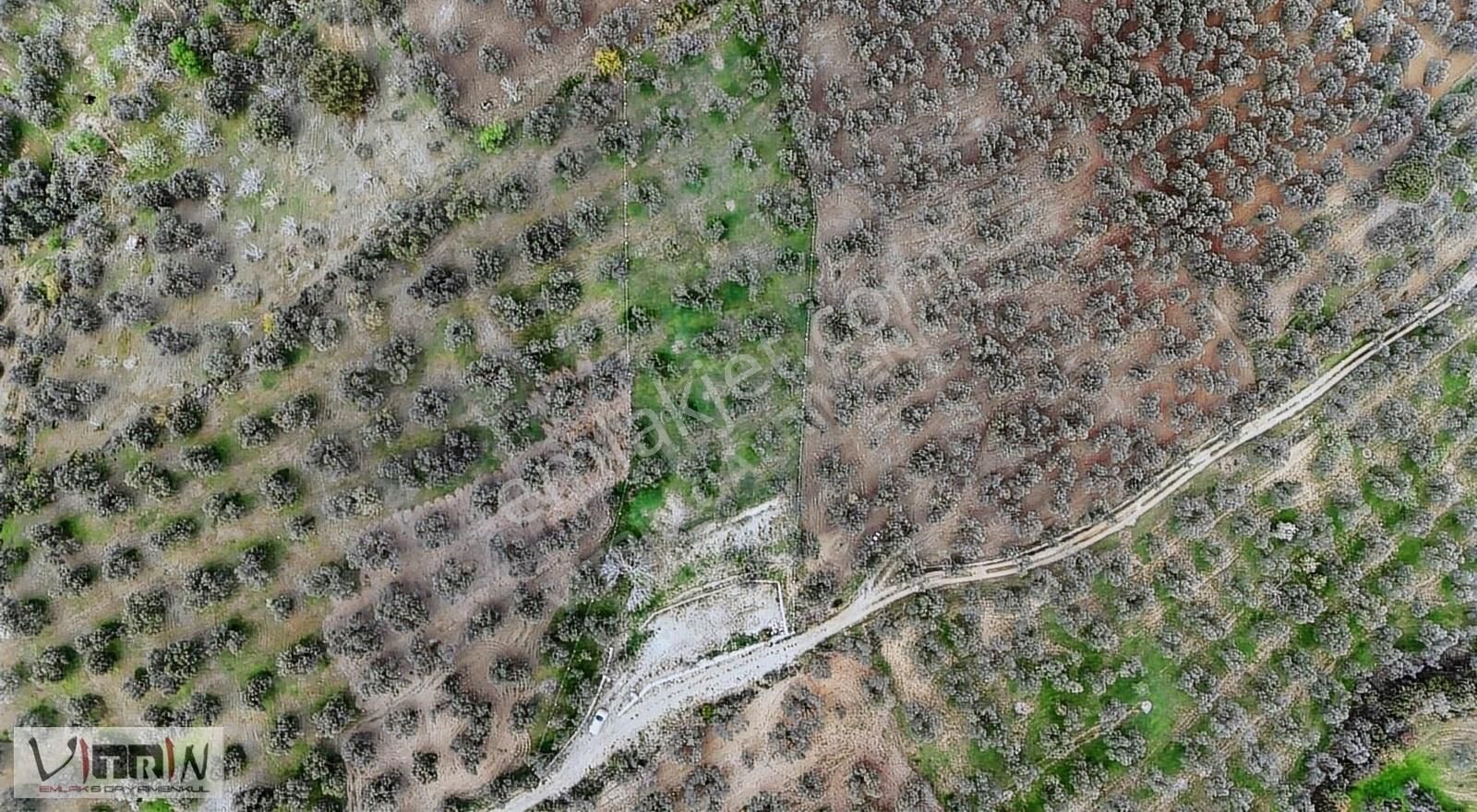 Vitrinden Yaylaönü De 2986 M2 Zeytinlik - Görsel 10