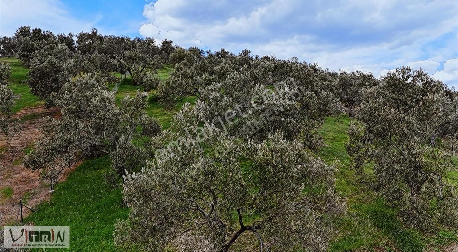 Vitrinden Yaylaönü De 2986 M2 Zeytinlik - Görsel 17