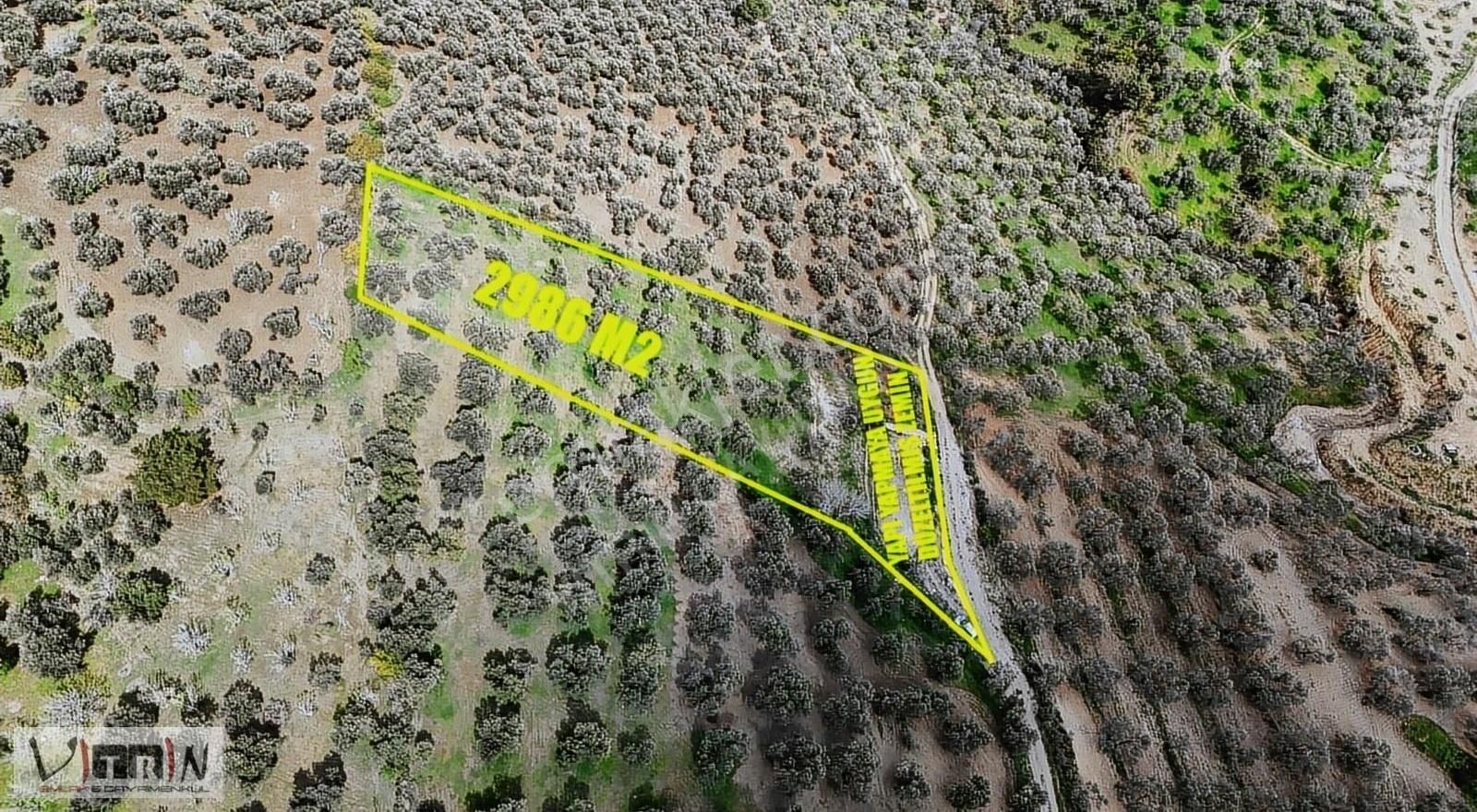 Vitrinden Yaylaönü De 2986 M2 Zeytinlik - Görsel 7