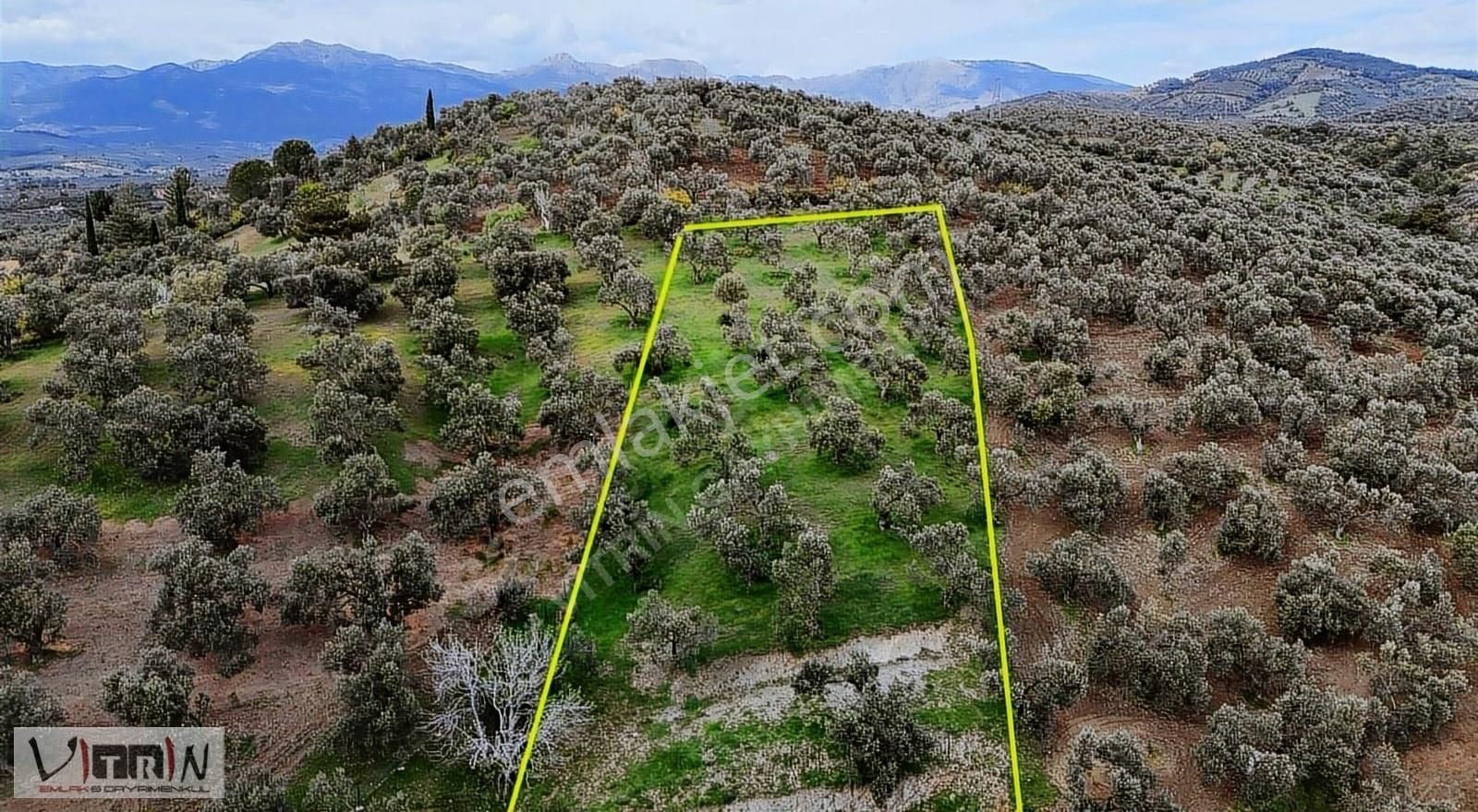 Vitrinden Yaylaönü De 2986 M2 Zeytinlik - Görsel 4