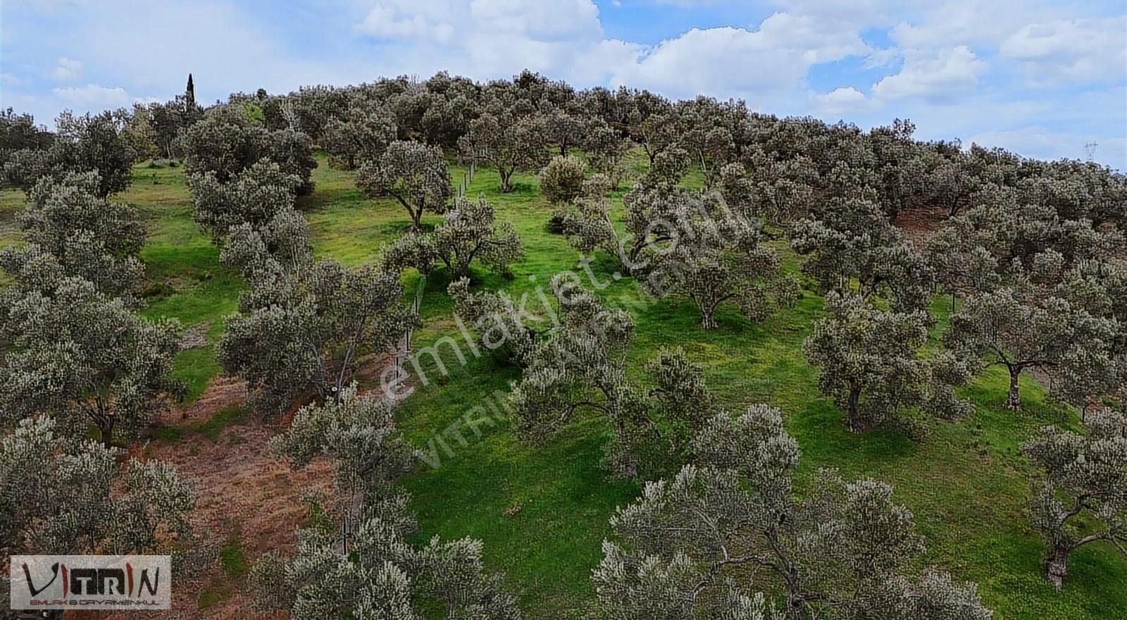 Vitrinden Yaylaönü De 2986 M2 Zeytinlik - Görsel 2