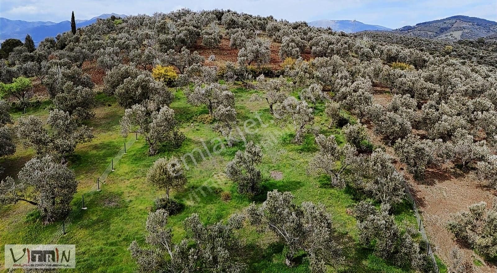 Vitrinden Yaylaönü De 2986 M2 Zeytinlik - Görsel 21
