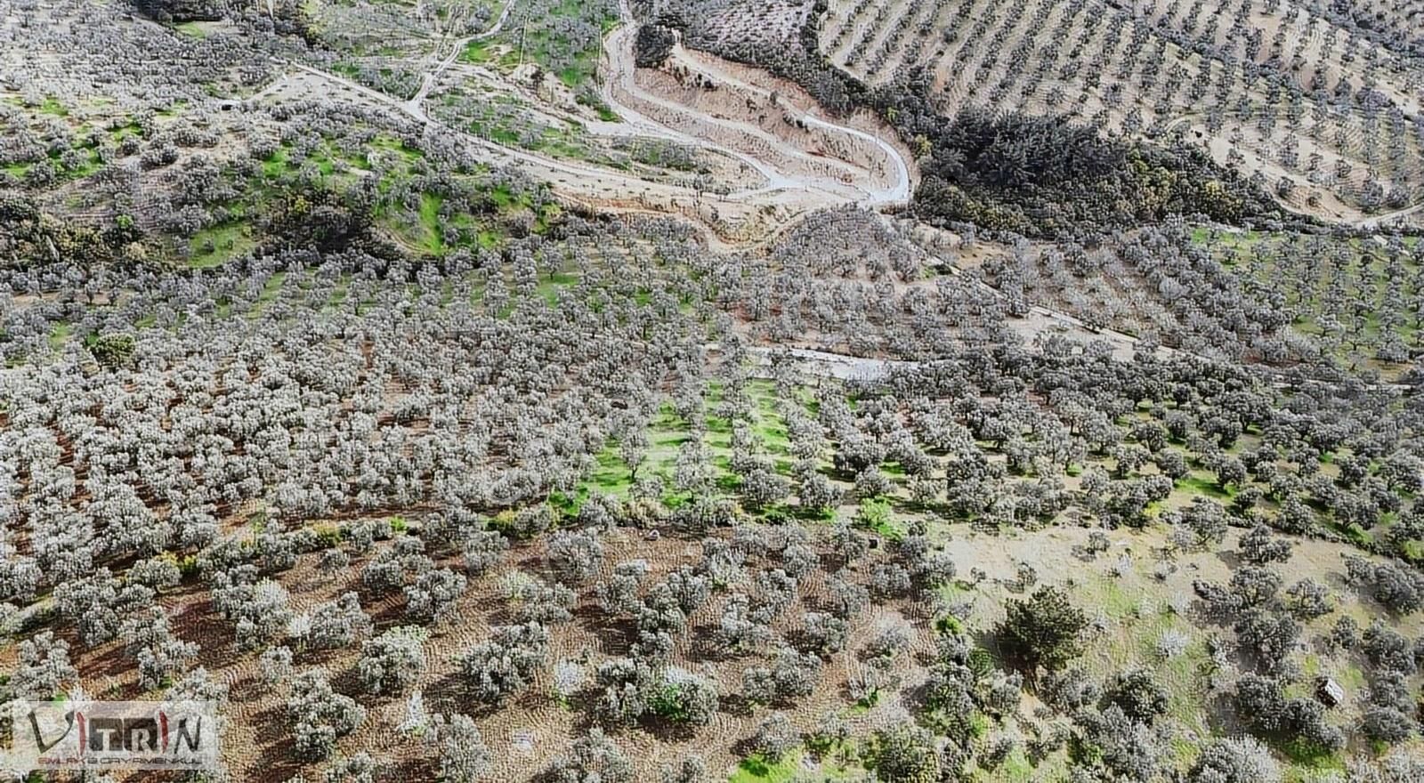 Vitrinden Yaylaönü De 2986 M2 Zeytinlik - Görsel 9