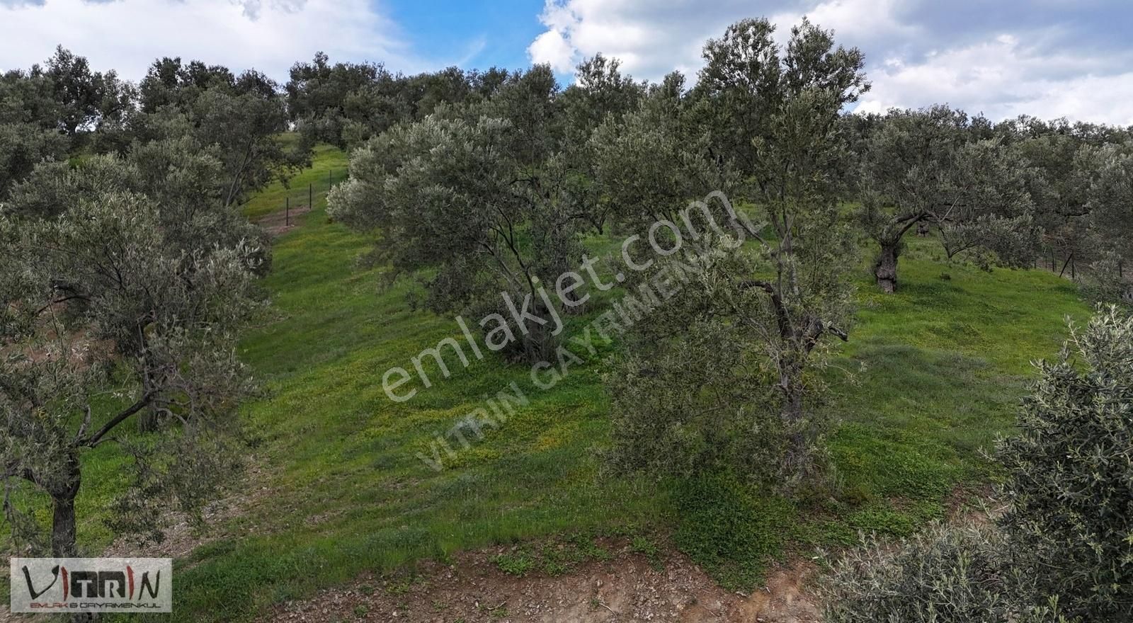 Vitrinden Yaylaönü De 2986 M2 Zeytinlik - Görsel 13